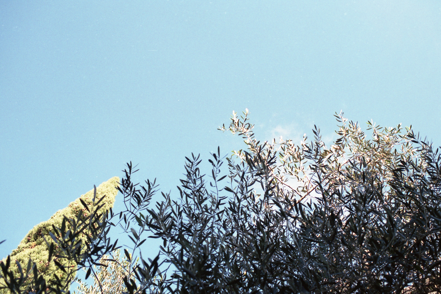 Roll 6 - Superia 400 July18 (5 of 28).jpg