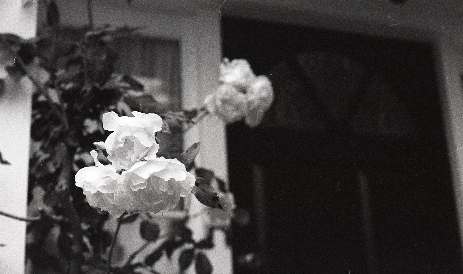 Tmax Charlotte Turner (2 of 35).jpg