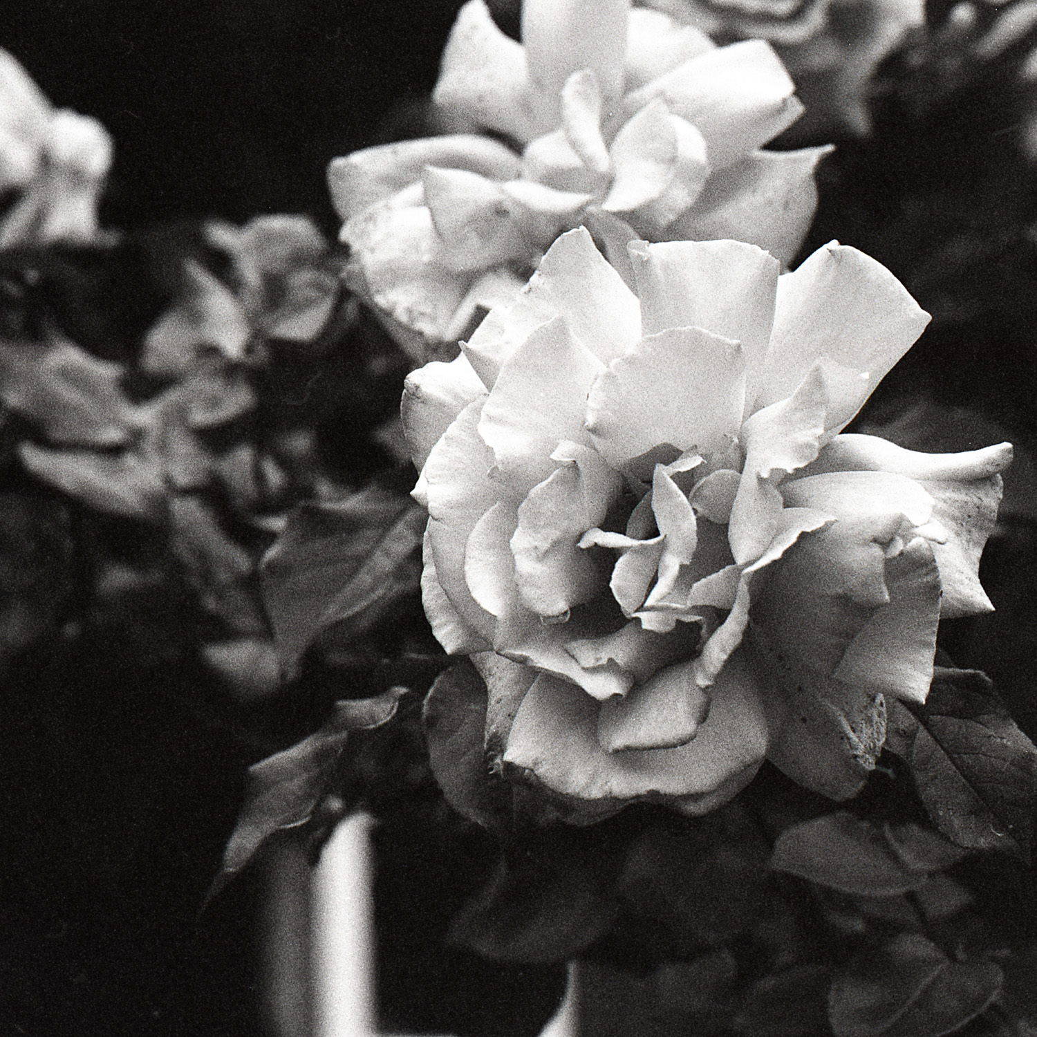 Tmax Charlotte Turner (1 of 35).jpg