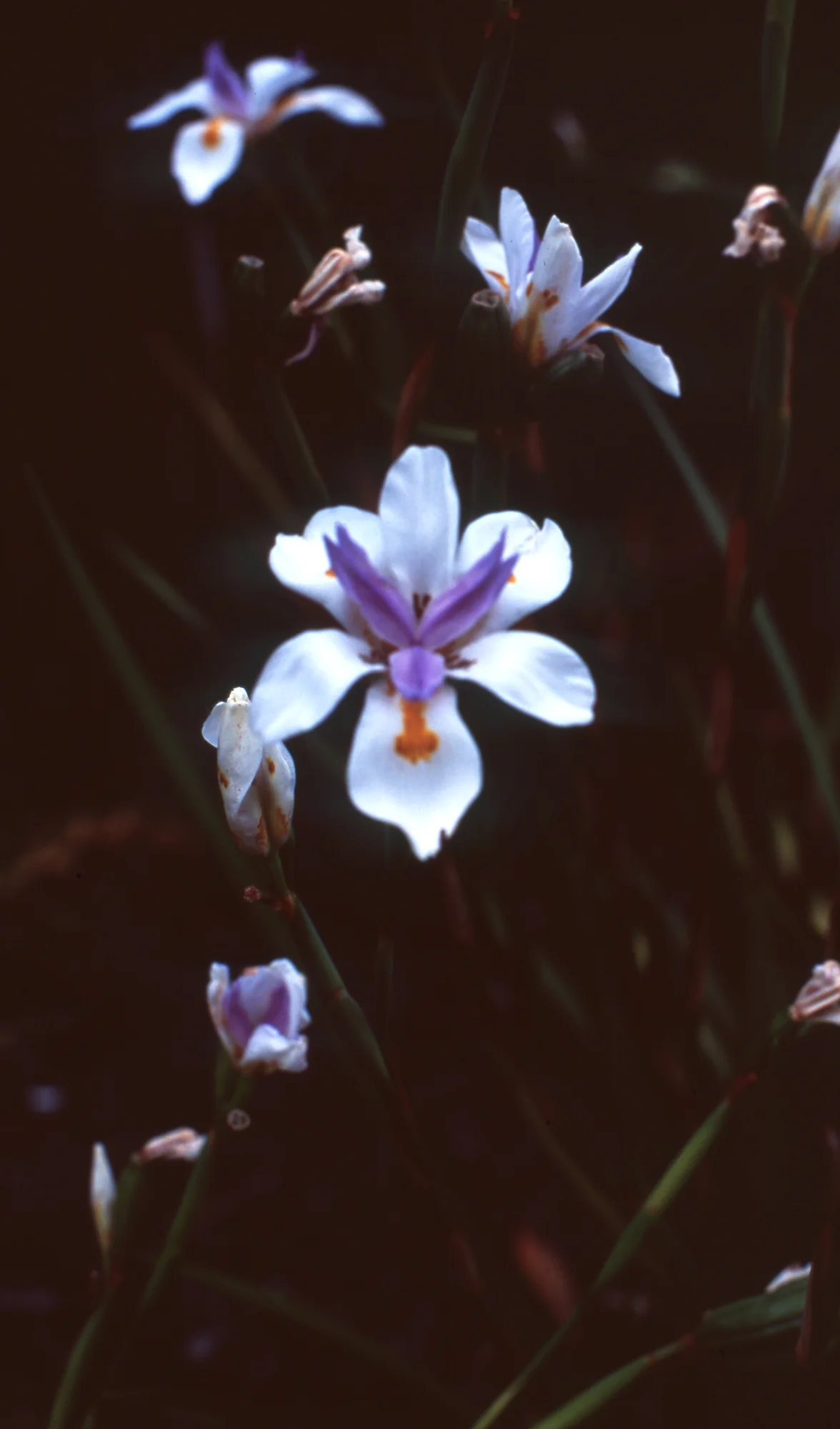 Velvia Roll 13 - Jan 2019 Charlotte Turner (40 of 41).jpg