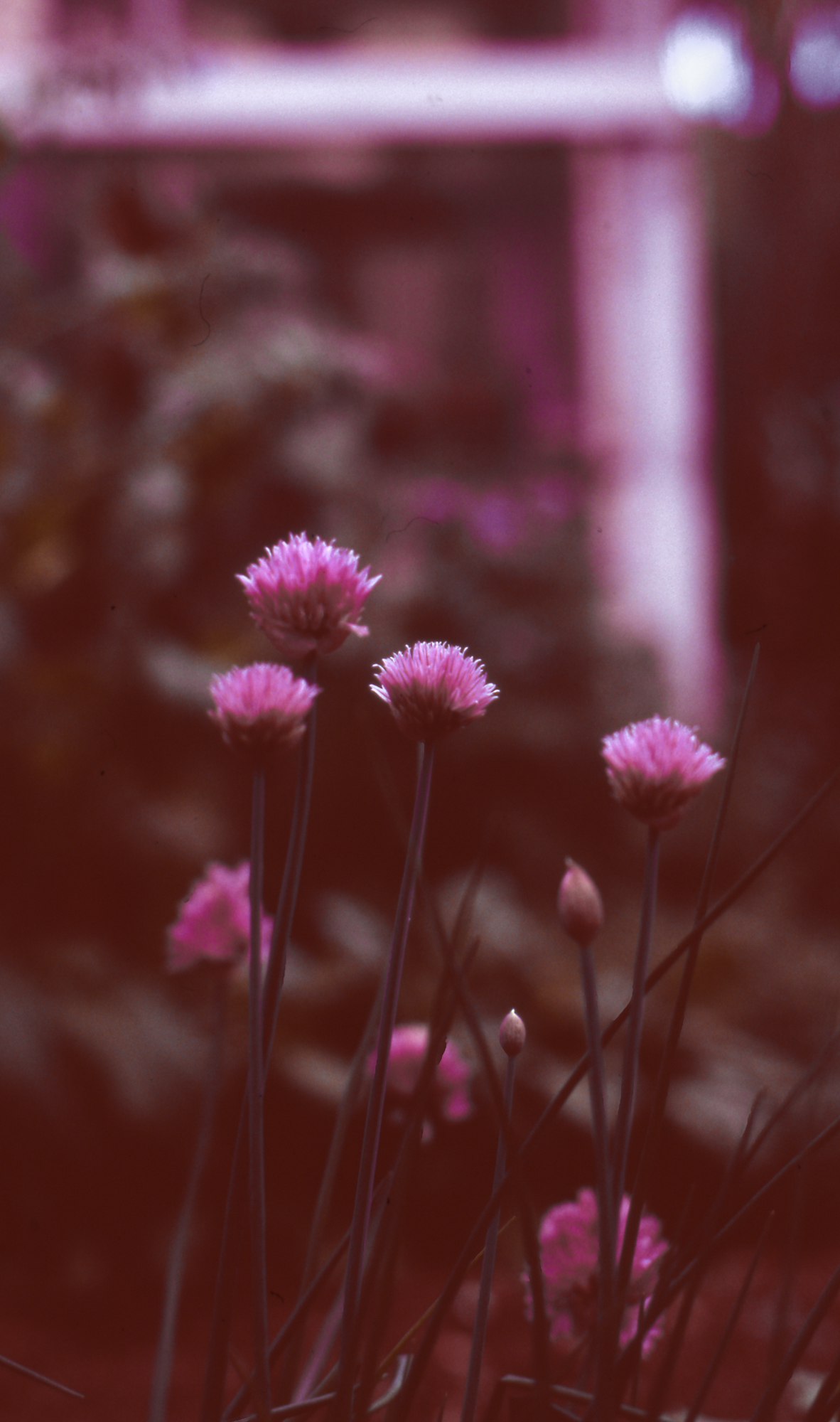 My Life on 35mm #11: The Super Weird Roll | Velvia 100 January 2019