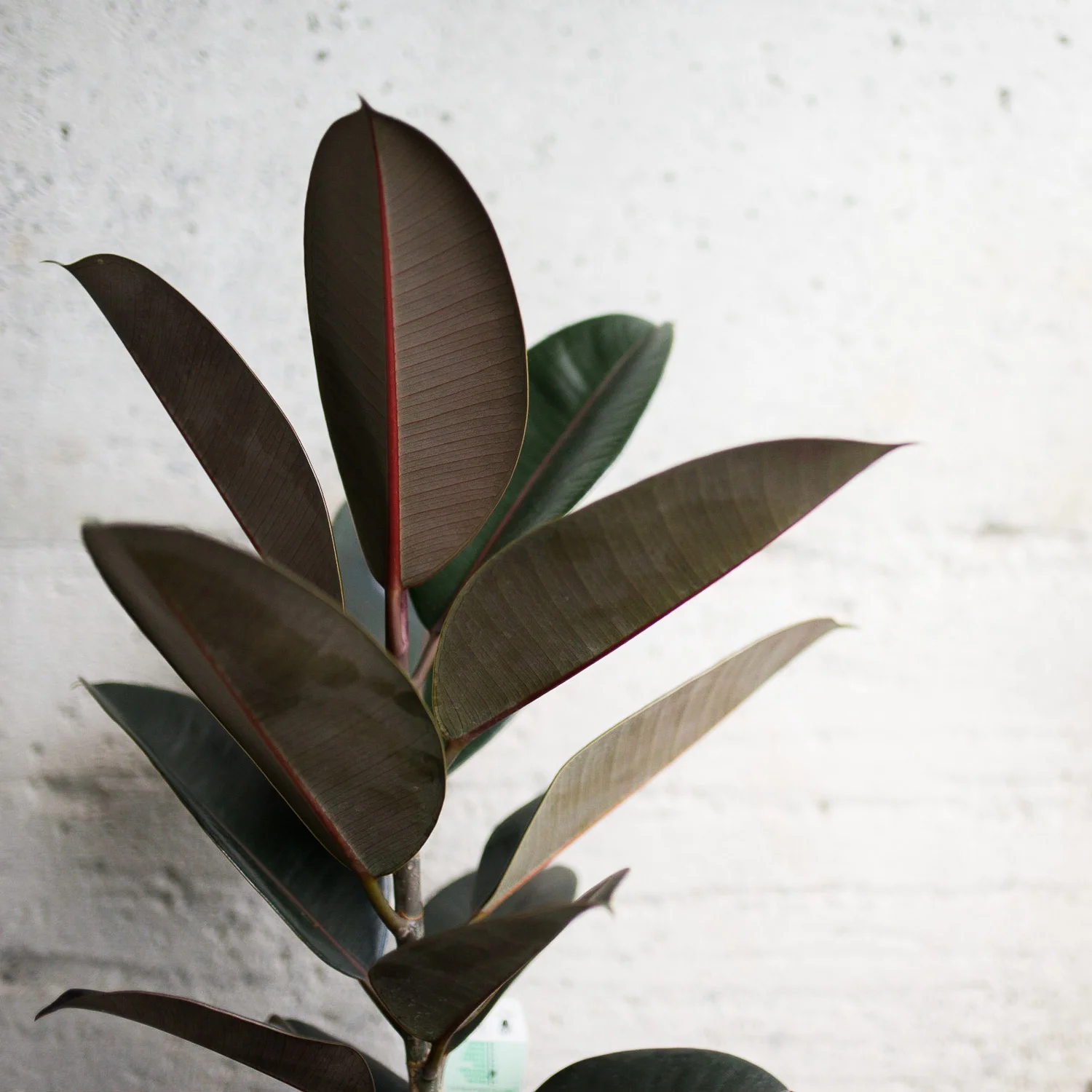 Charlotte Turner Photography Business social Media Branding Imagery Monstera (6 of 51).jpg