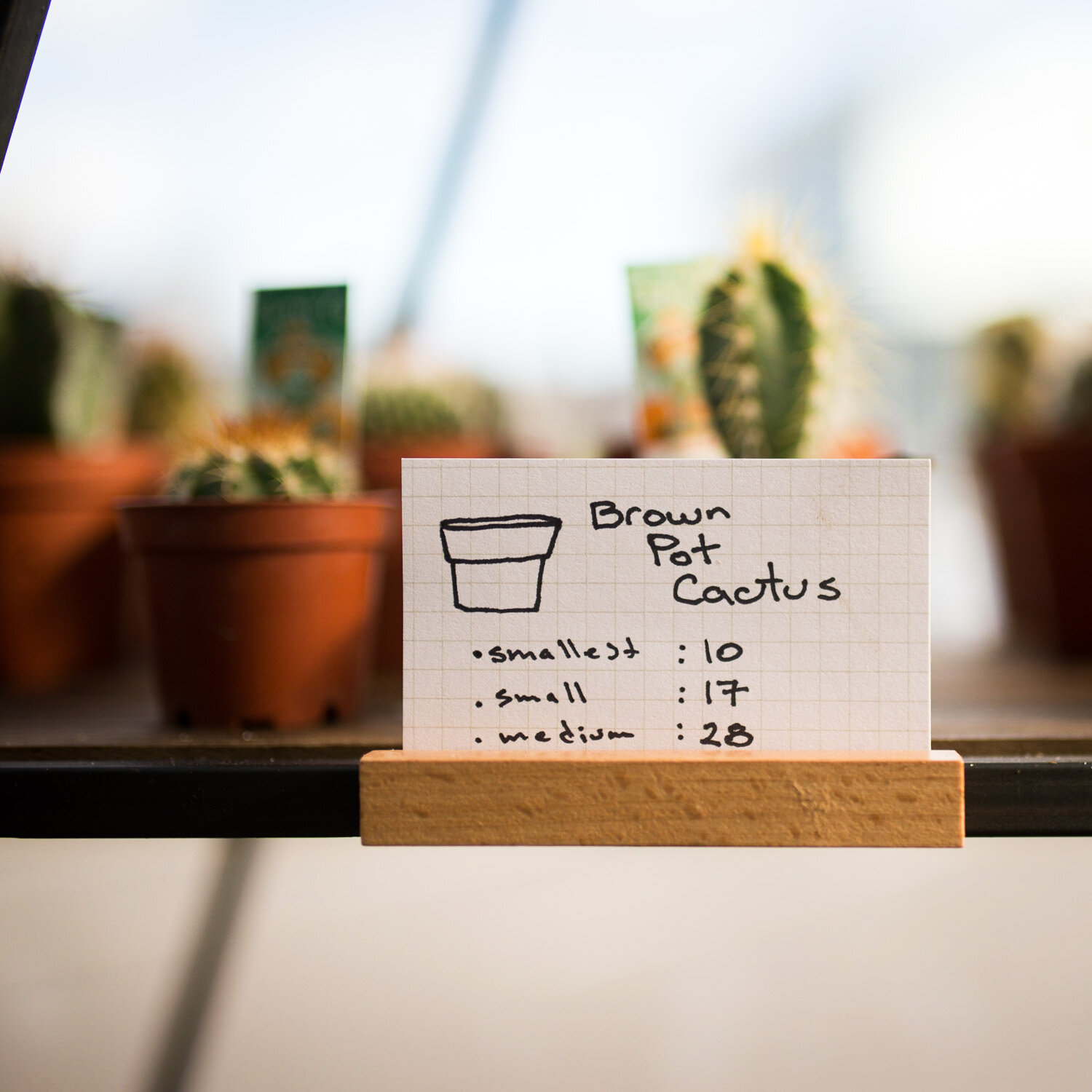 Charlotte Turner Photography Business social Media Branding Imagery Monstera (1 of 51).jpg