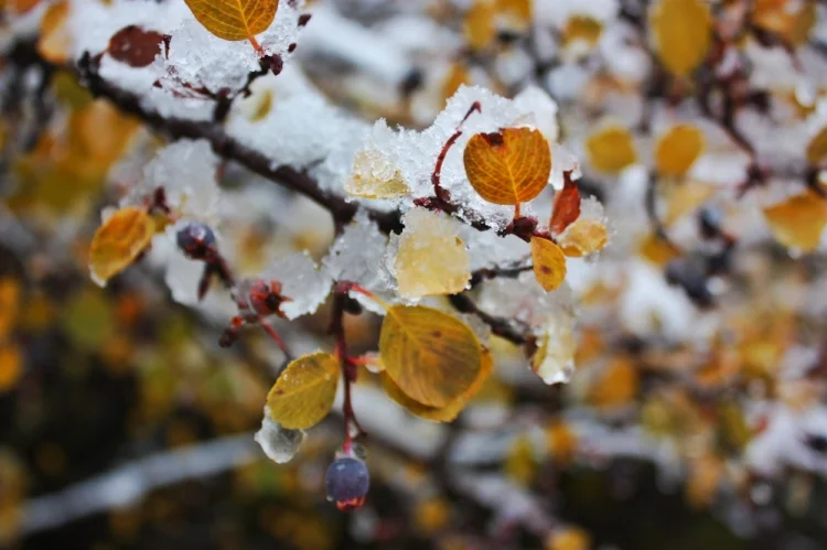 An early fall teaser snow, October 2017.