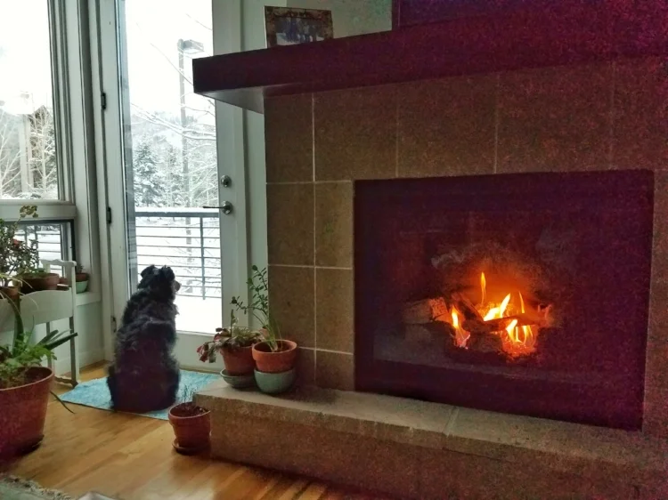 Even dogs wait for winter. December 2017.