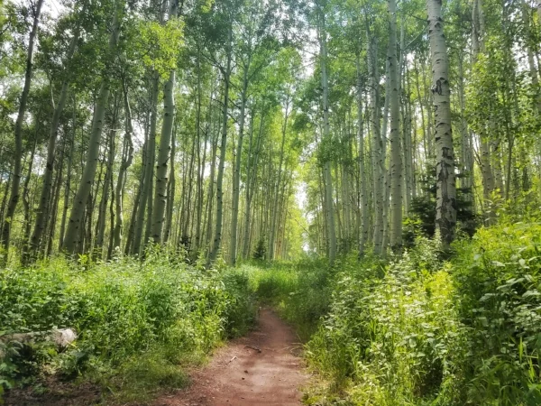 The brilliant greens of summertime in the Wasatch Range, Park City, UT. June 2018.