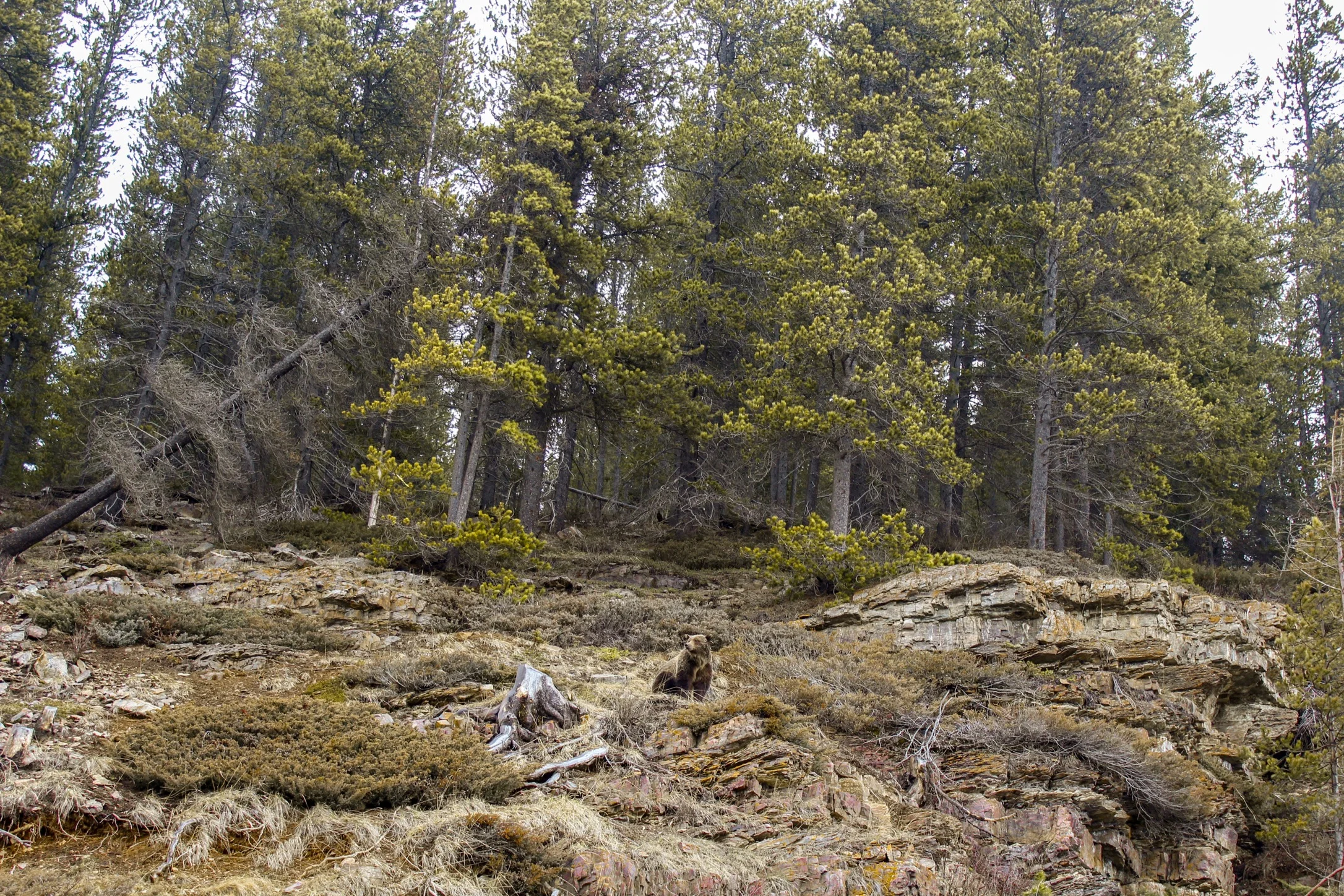 A young grizzly cub foraging just to the side of the road in Yoho National Park between Lake Louise and Field