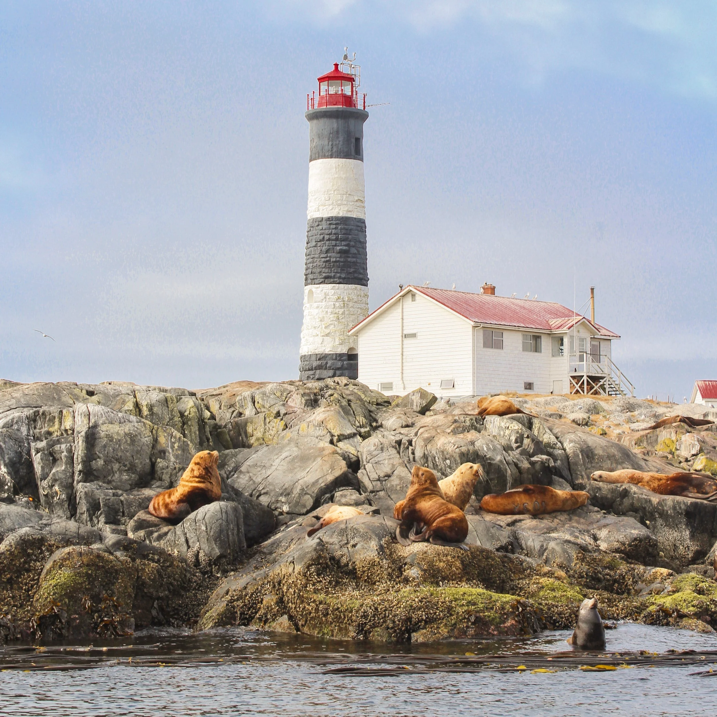 Whale watching trip from Victoria, Vancouver Island.jpg