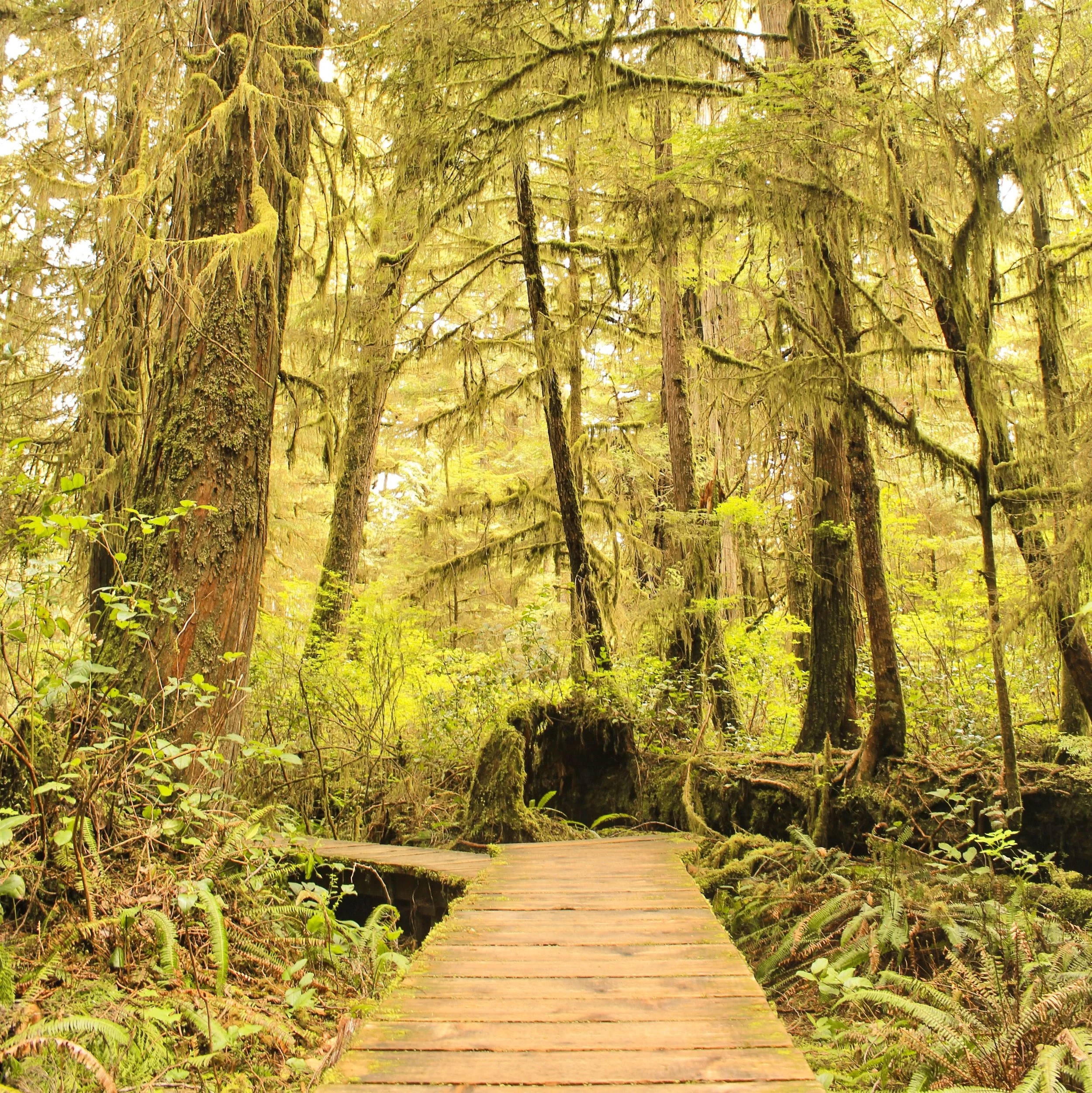 The Rainforest Trail close to Tofino 