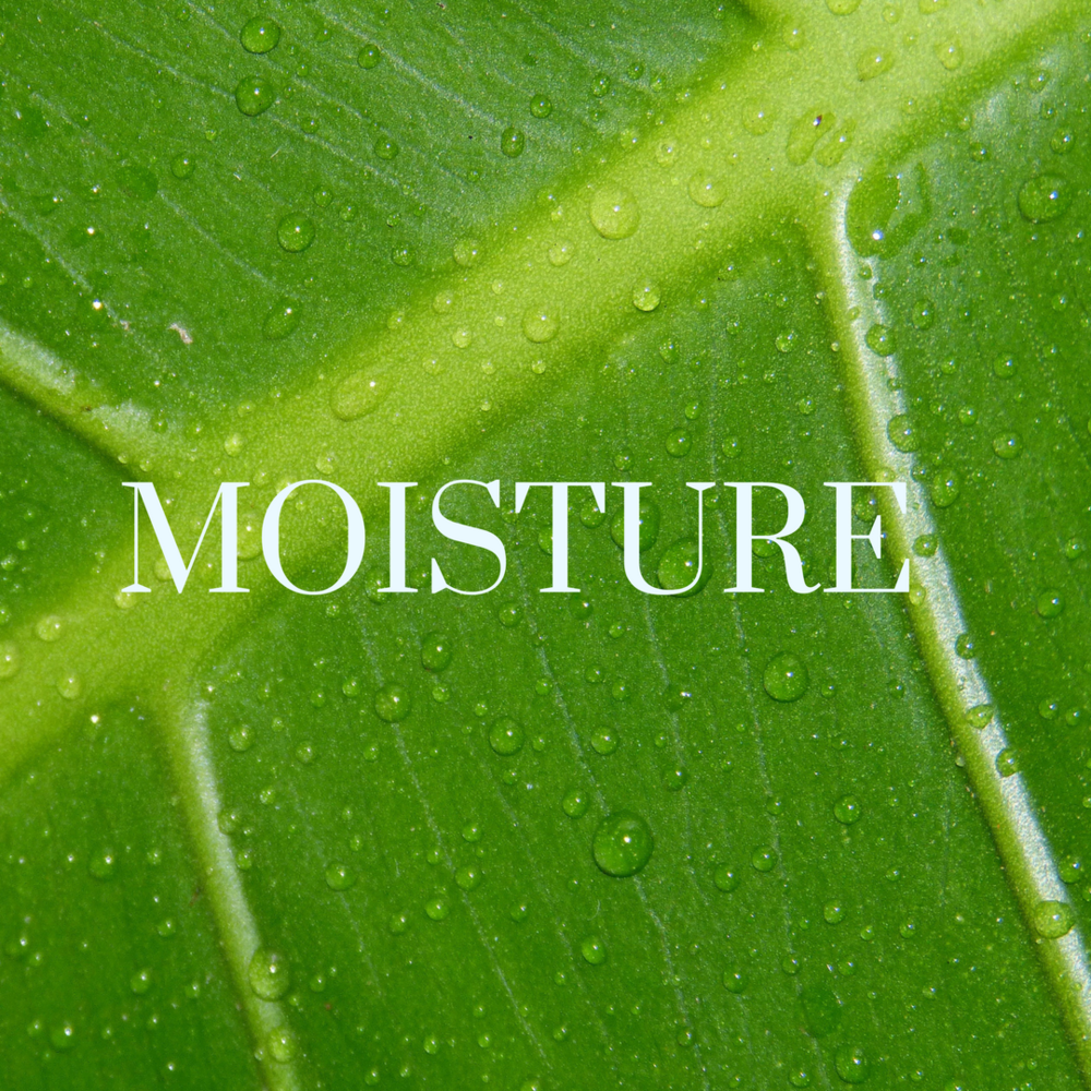 MOISTURE.png