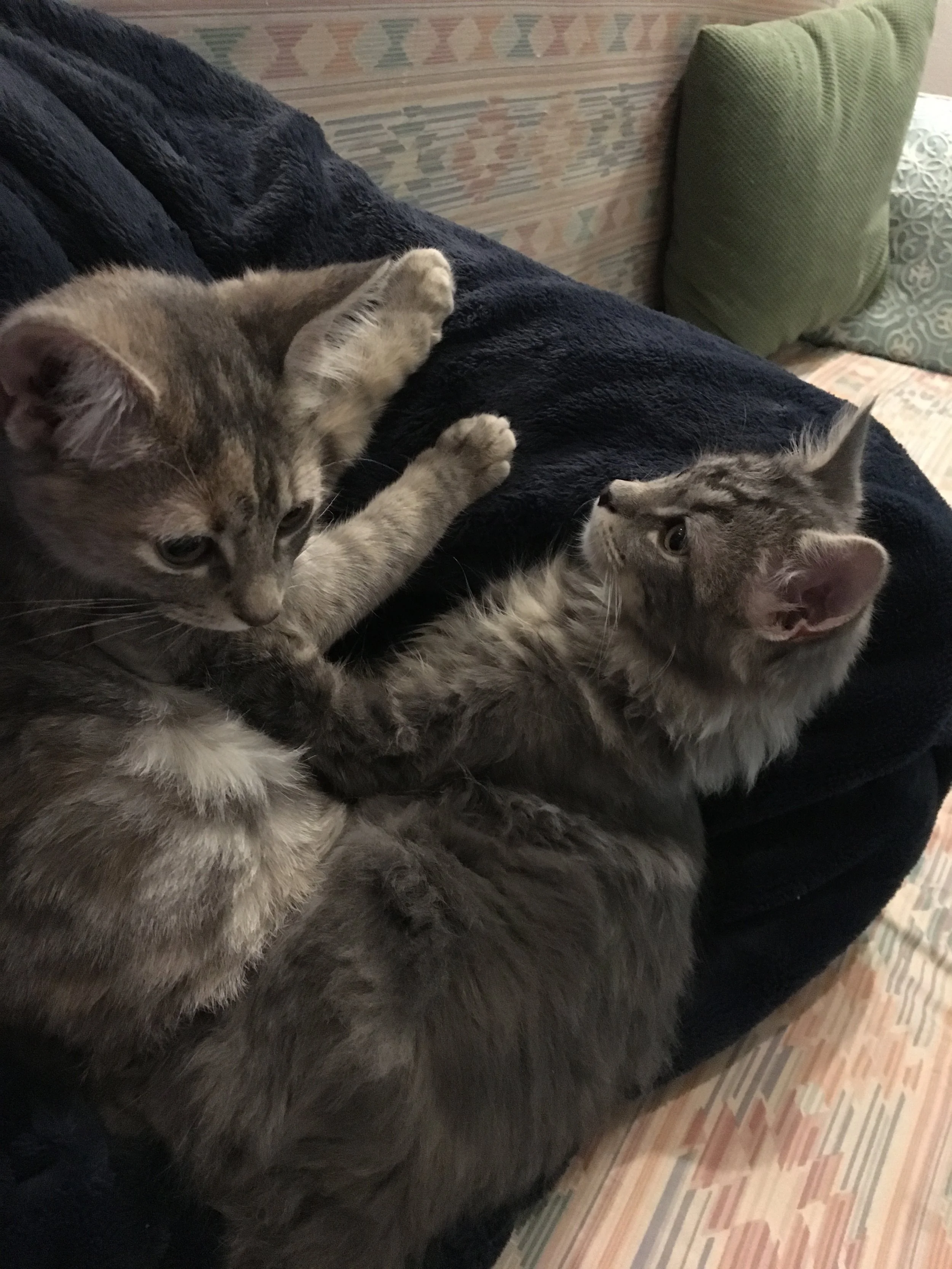 Because 2 Kittens are possibly the most adorable thing EVER