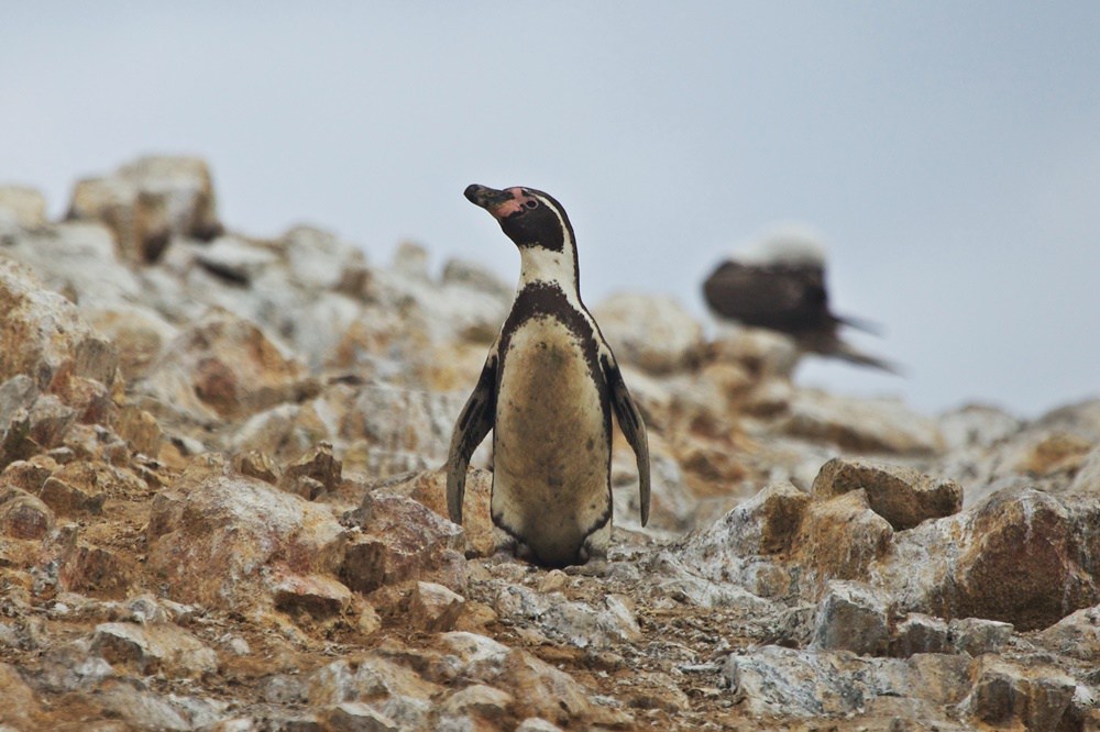 Penguin-getty.jpg