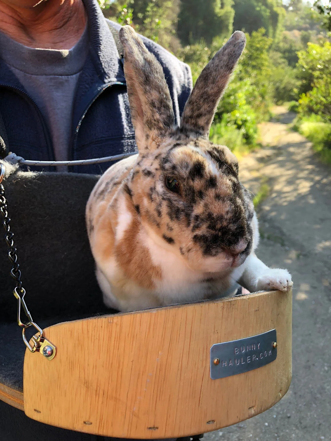 bunny carrier