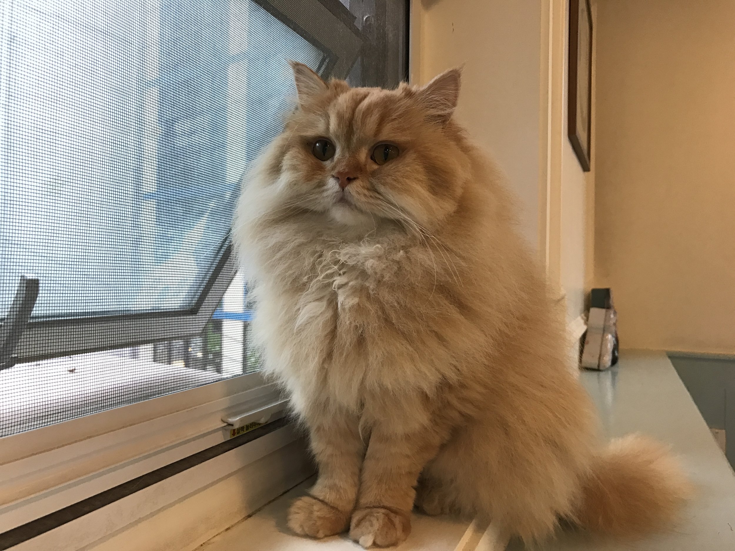 Visiting Tom's Cat Cafe in Seoul