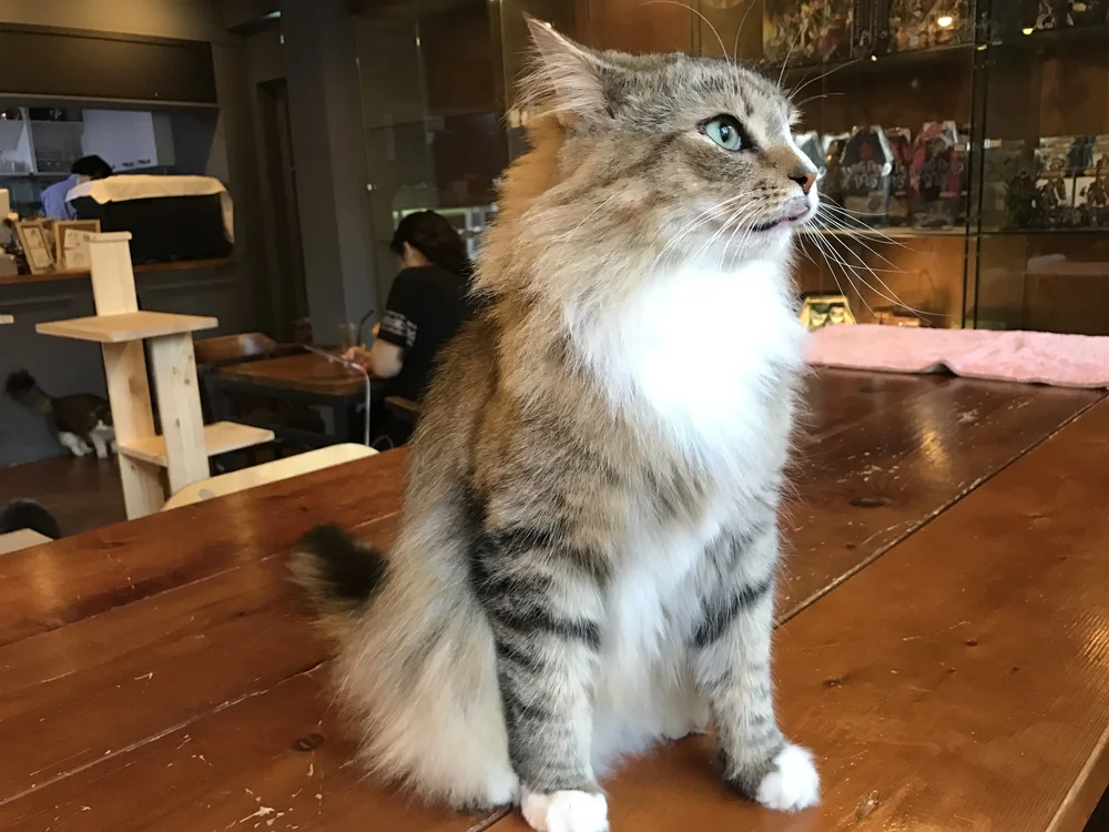 4rest Cat Cafe The Neighbor S Cat