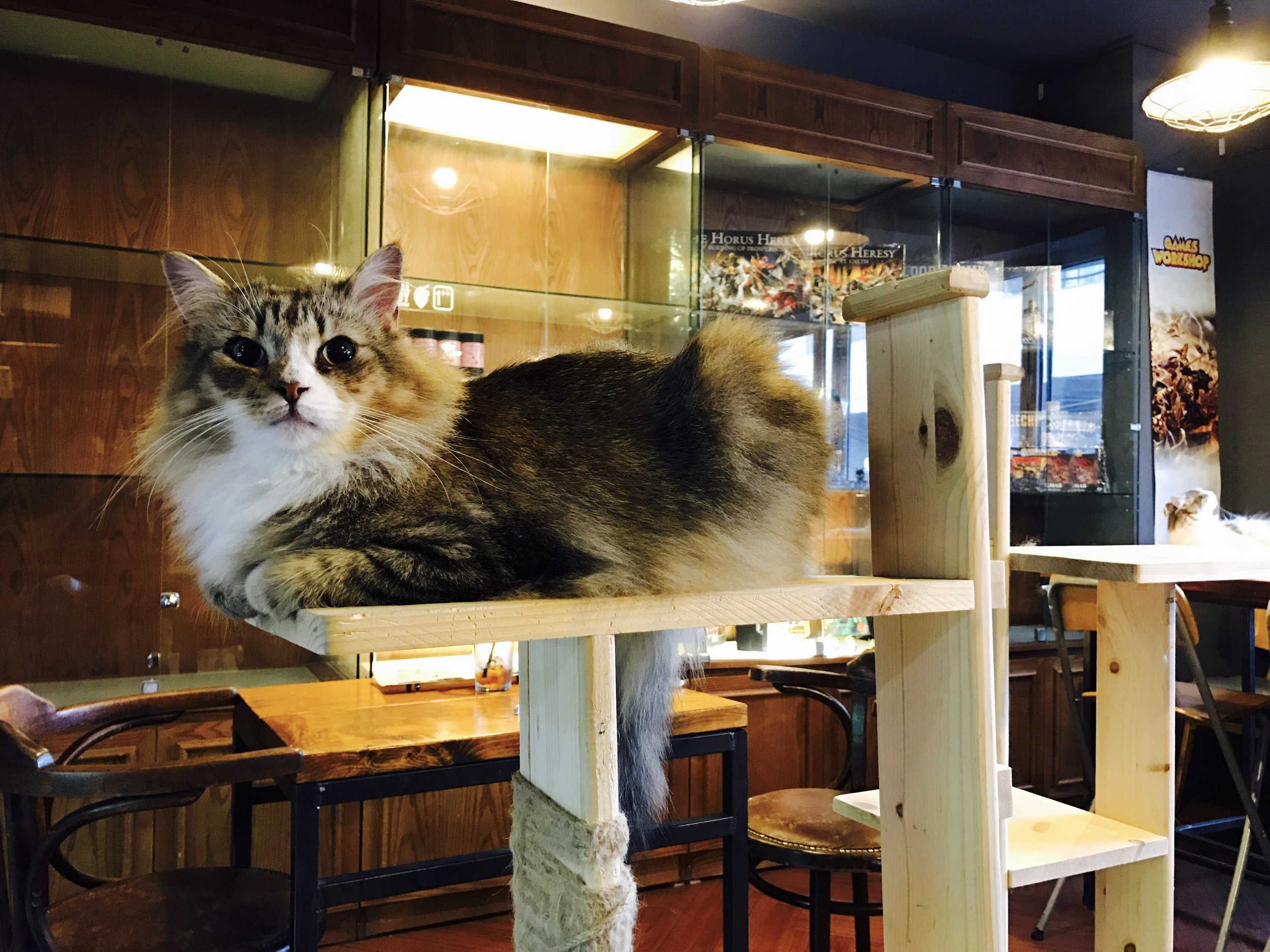The Four Best Cat Cafes in Kyoto — The Neighbor's Cat
