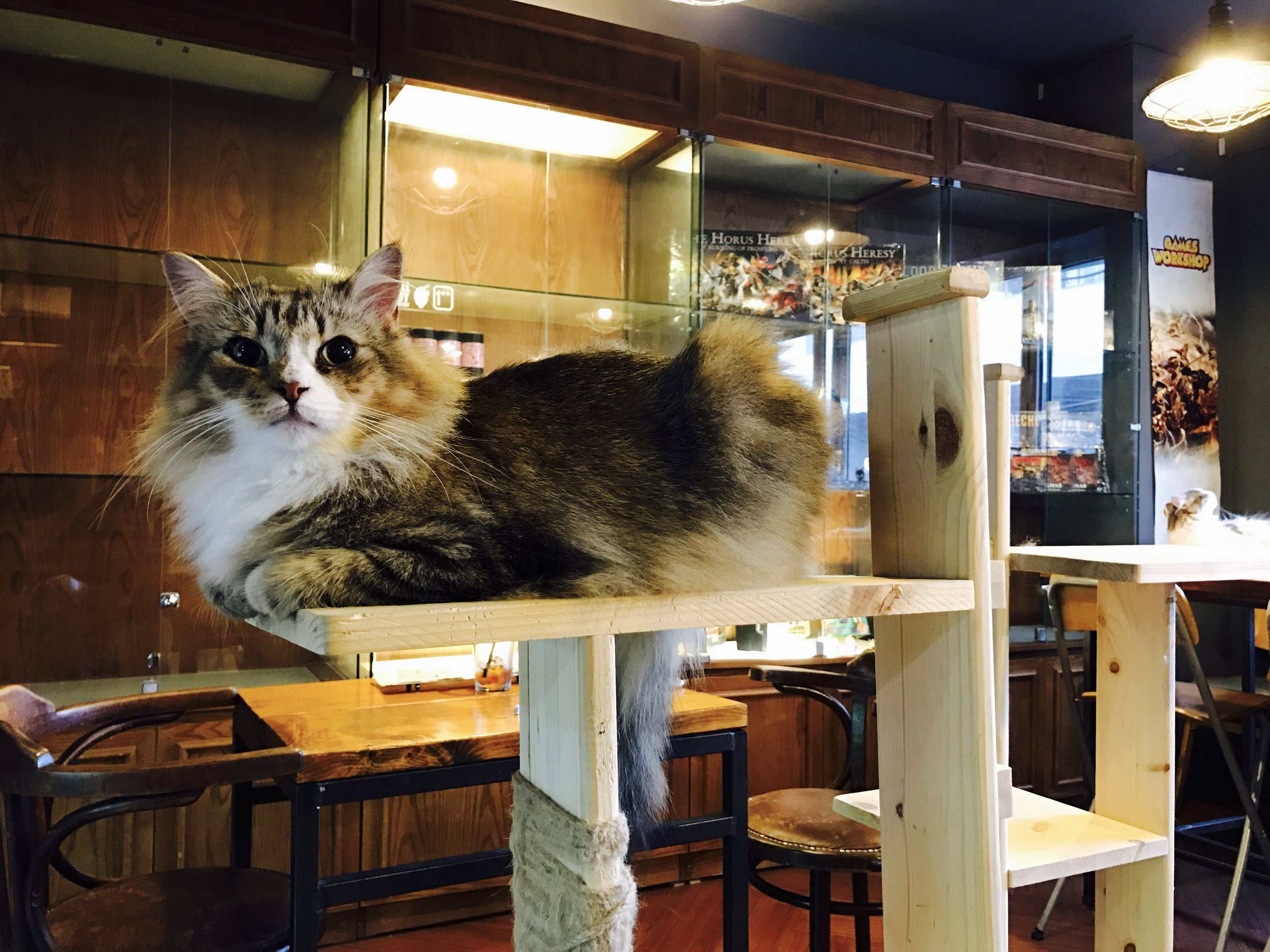 The Five Best Cat Cafes From Around the World — The Neighbor's Cat