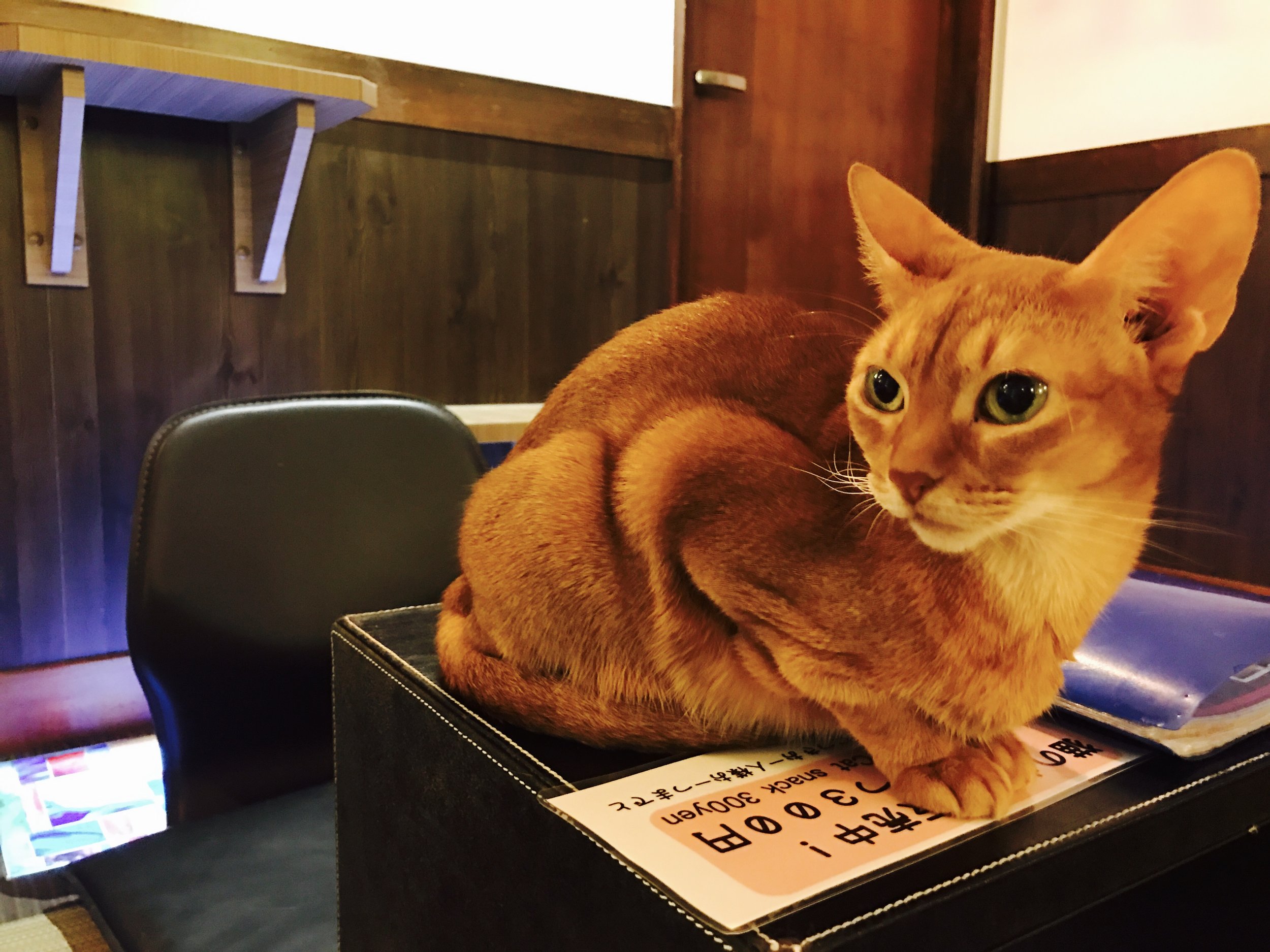 angry kitty - Picture of Cat Cafe Calico Shinjuku, Kabukicho - Tripadvisor