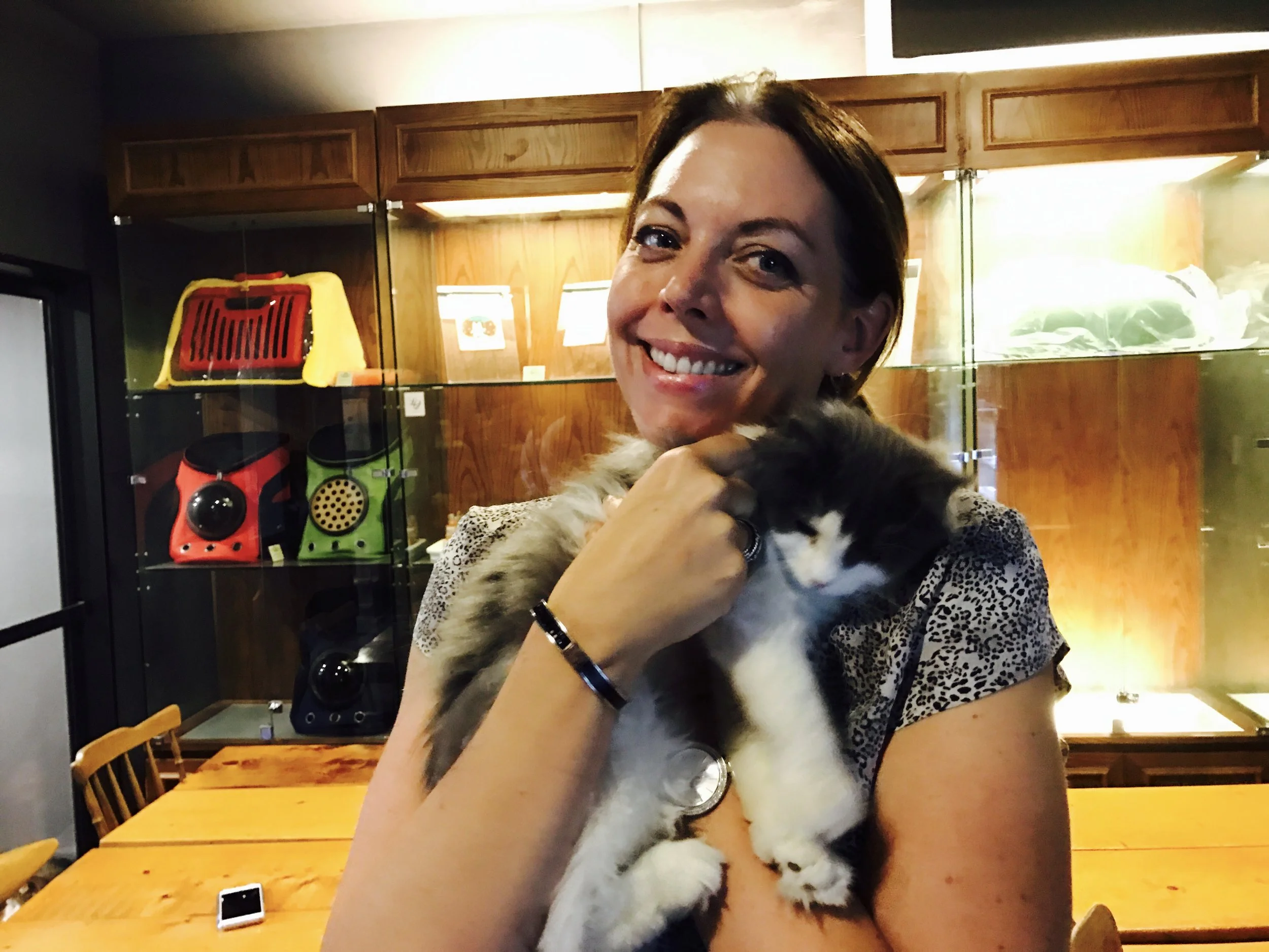 Cuddly kitten at 4rest Norwegian Cat Cafe in Seoul, South Korea