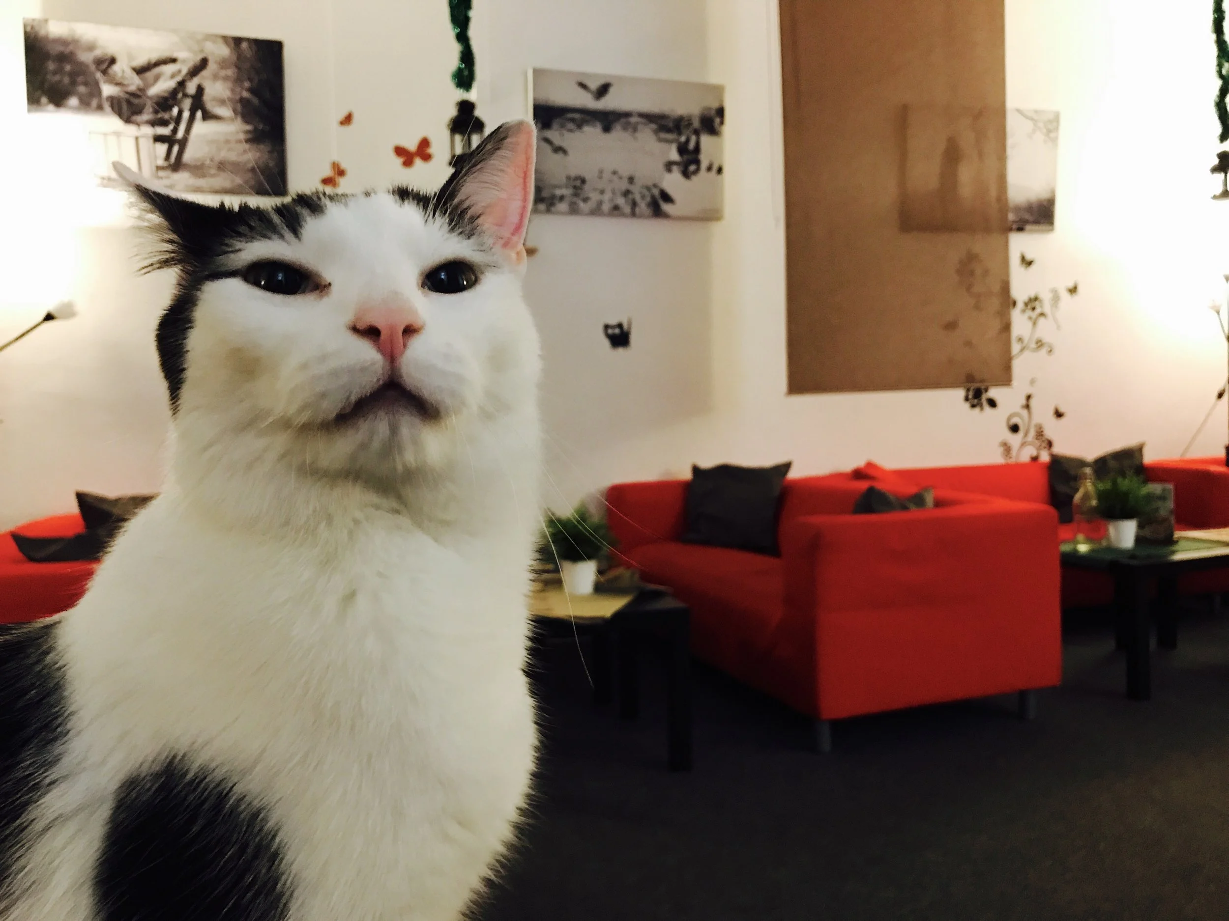 There are eight cats at Cat Cafe Prague, including super-friendly Kenzo