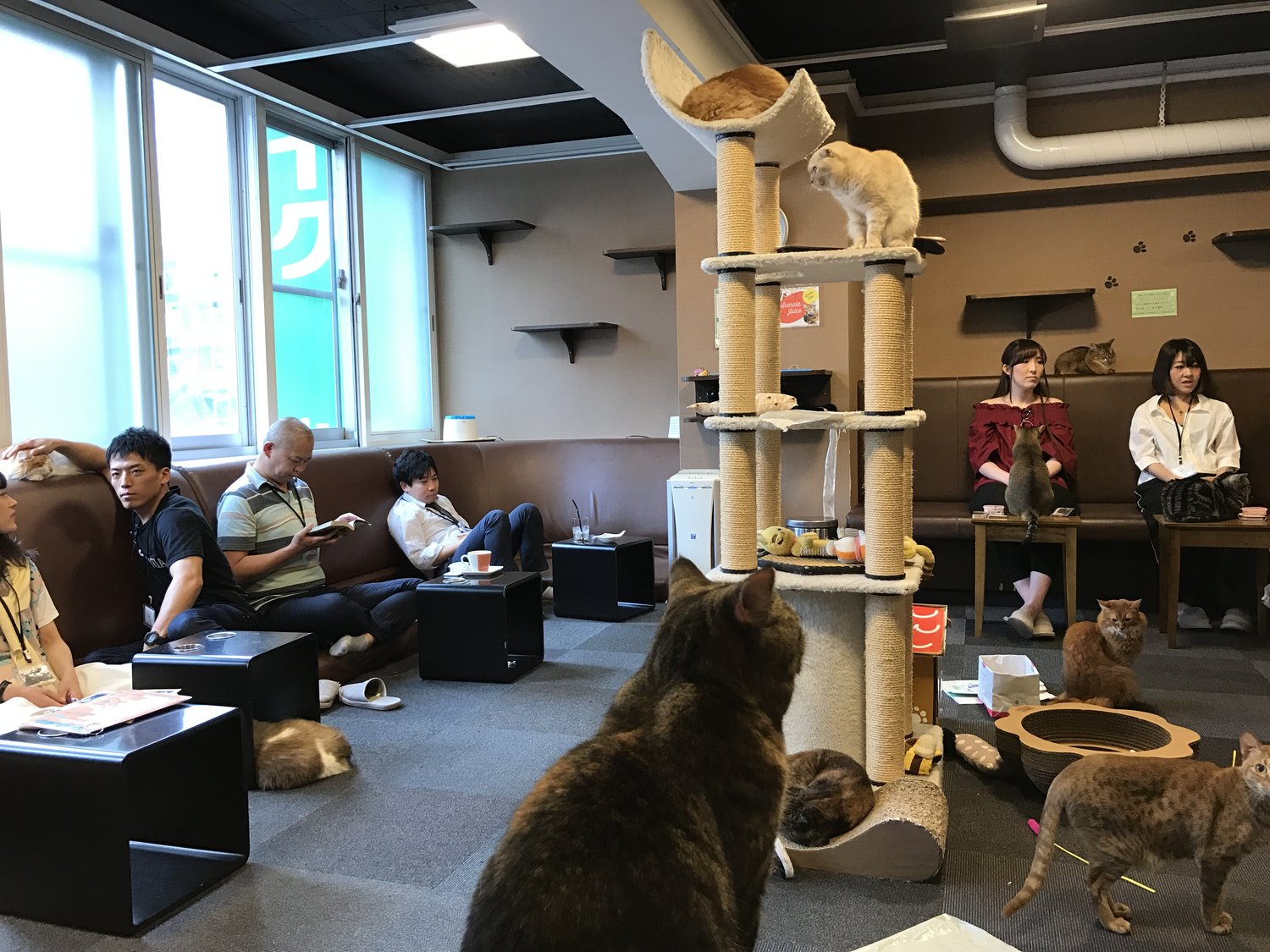 Cat Cafe Calico Shinjuku — The Neighbor'S Cat