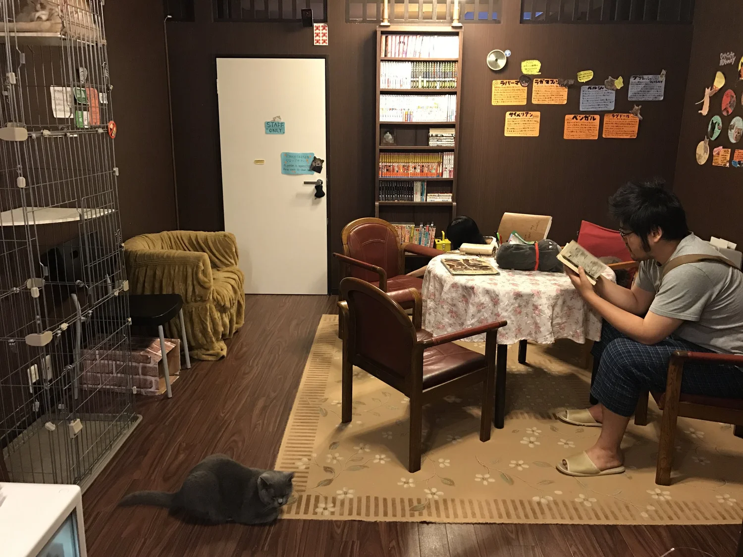 Cat Cafe Nyanny — The Neighbor's Cat