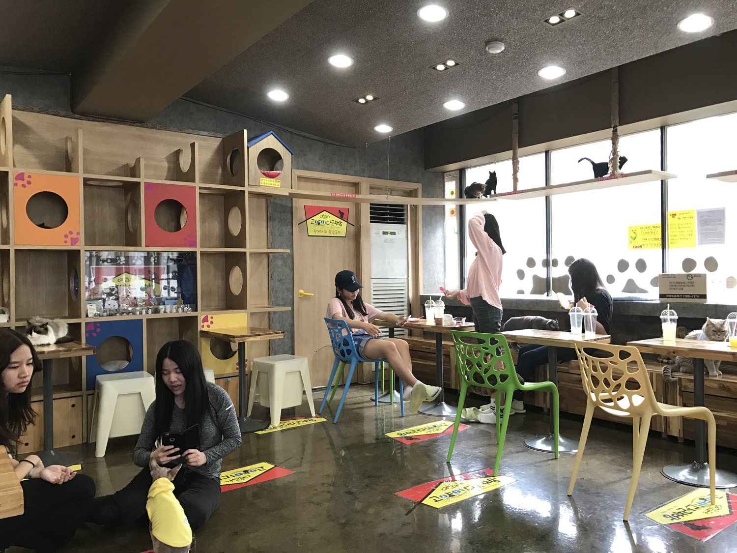 Seoul cat cafe Cat Cafés