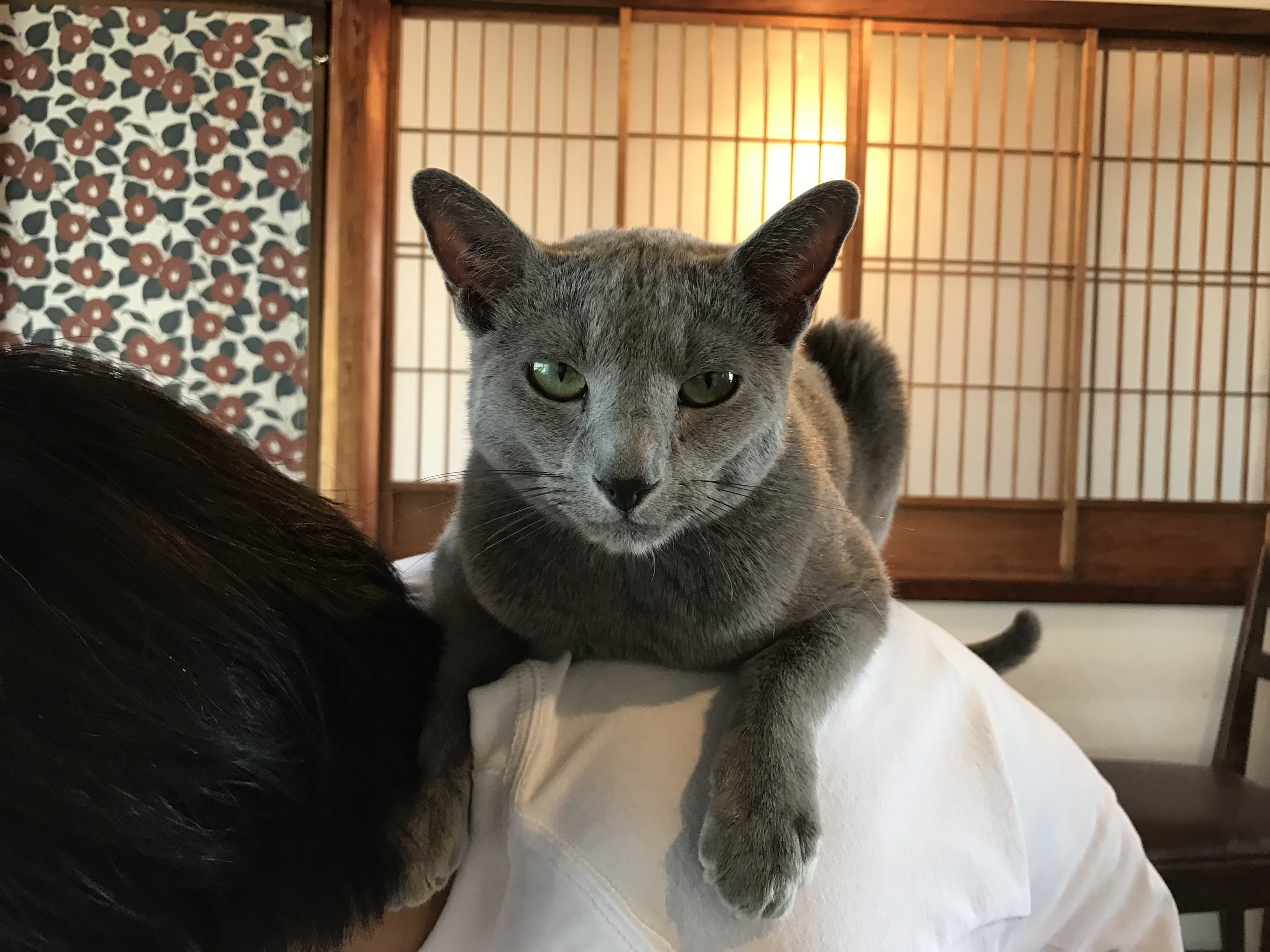 Roy, a handsome Russian Blue, loves to hop up on your back
