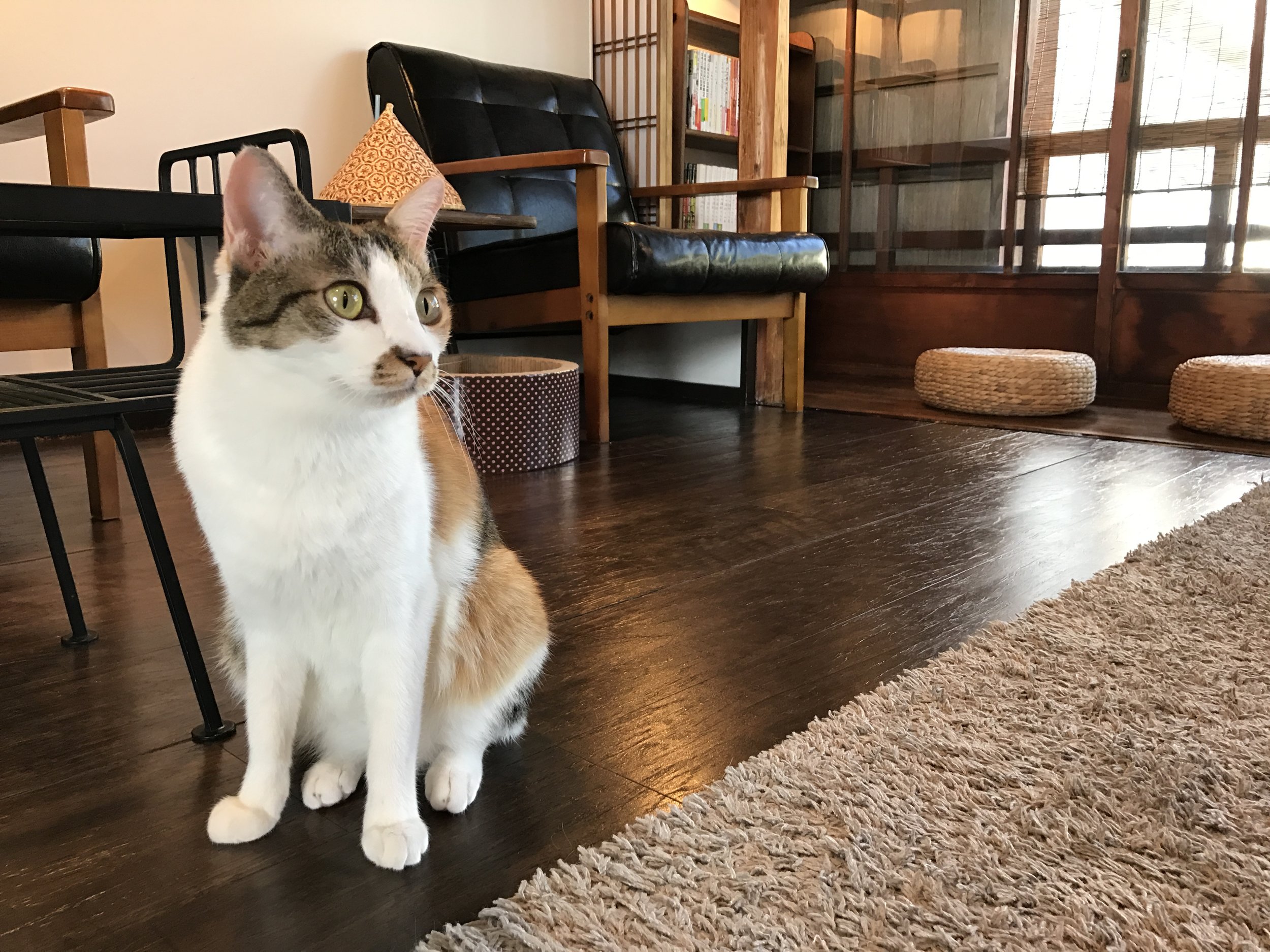 Click here for a complete review of Cat Apartment Coffee in Kyoto, Japan