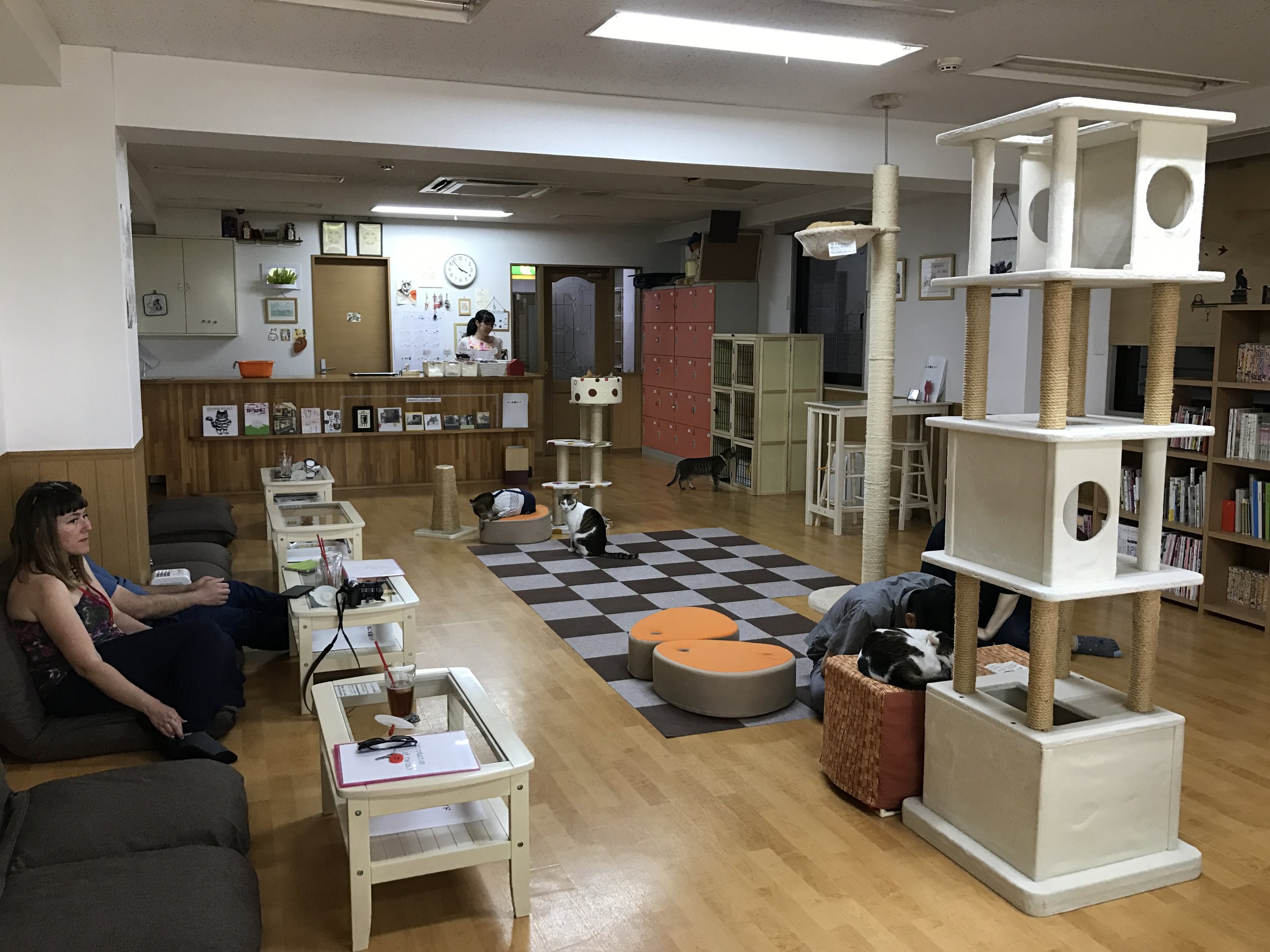 Cat Cafe Nekokaigi is a shelter-supported cat cafe in Kyoto, Japan
