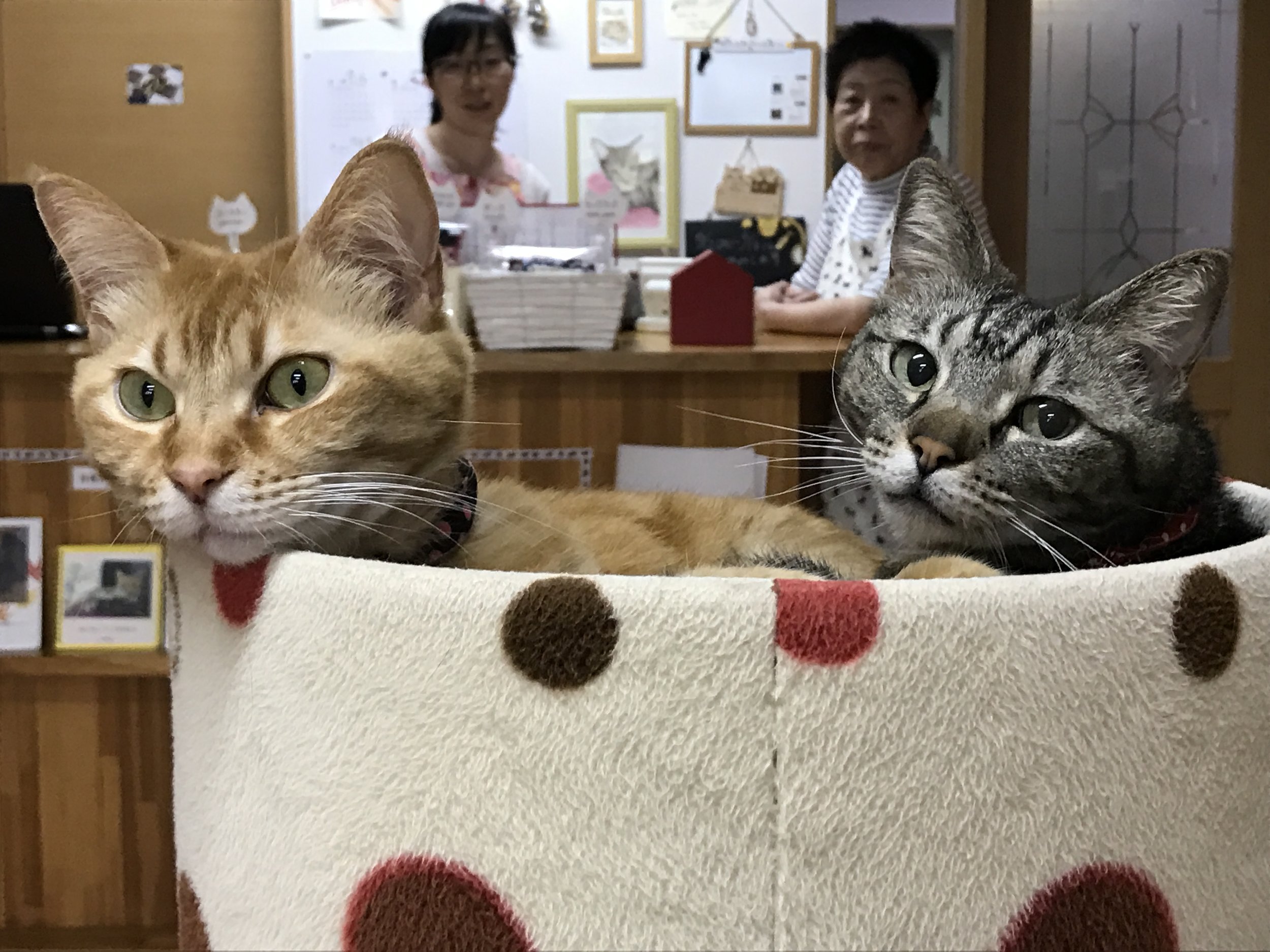 All of the 13 cats at Cat Cafe Nekokaigi are street rescues