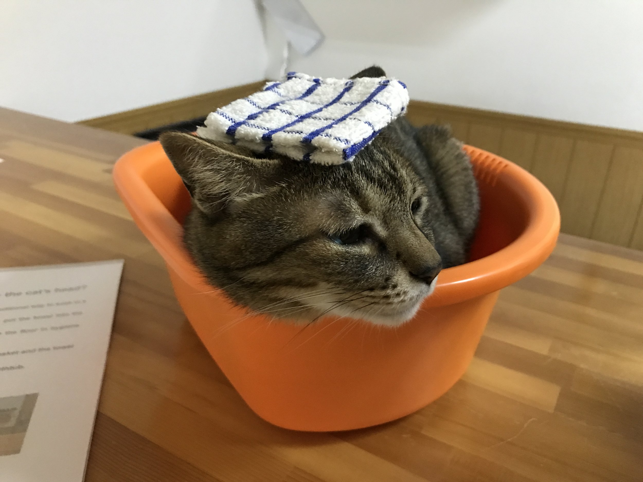 A cat relaxes with a towel on his head in honor of the Japanese bath house tradition