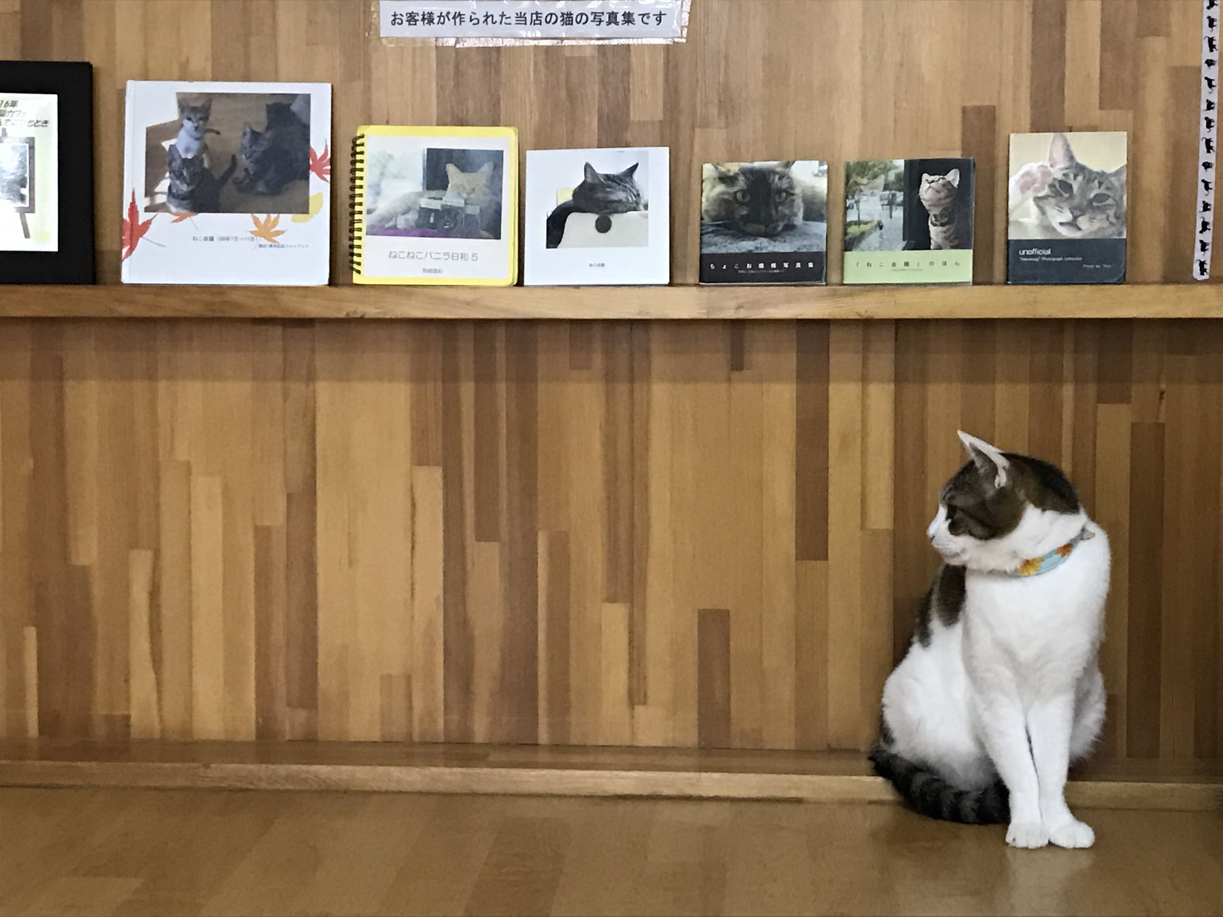 Cat Cafe Nekokaigi is spacious, clean and fresh with plenty of comfortable seating and a relaxed atmosphere