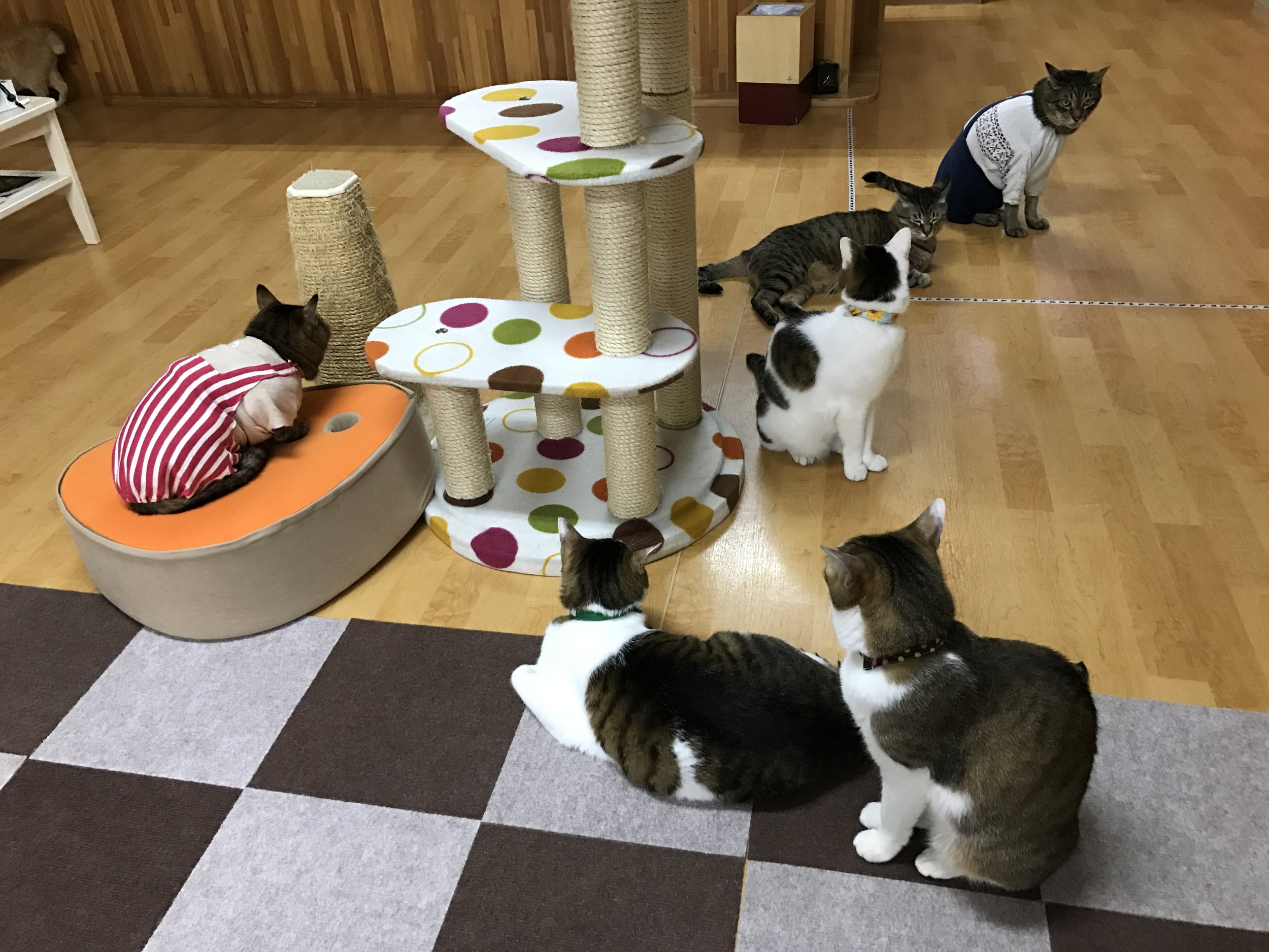 Click here for a complete review of Cat Cafe Nekokaigi