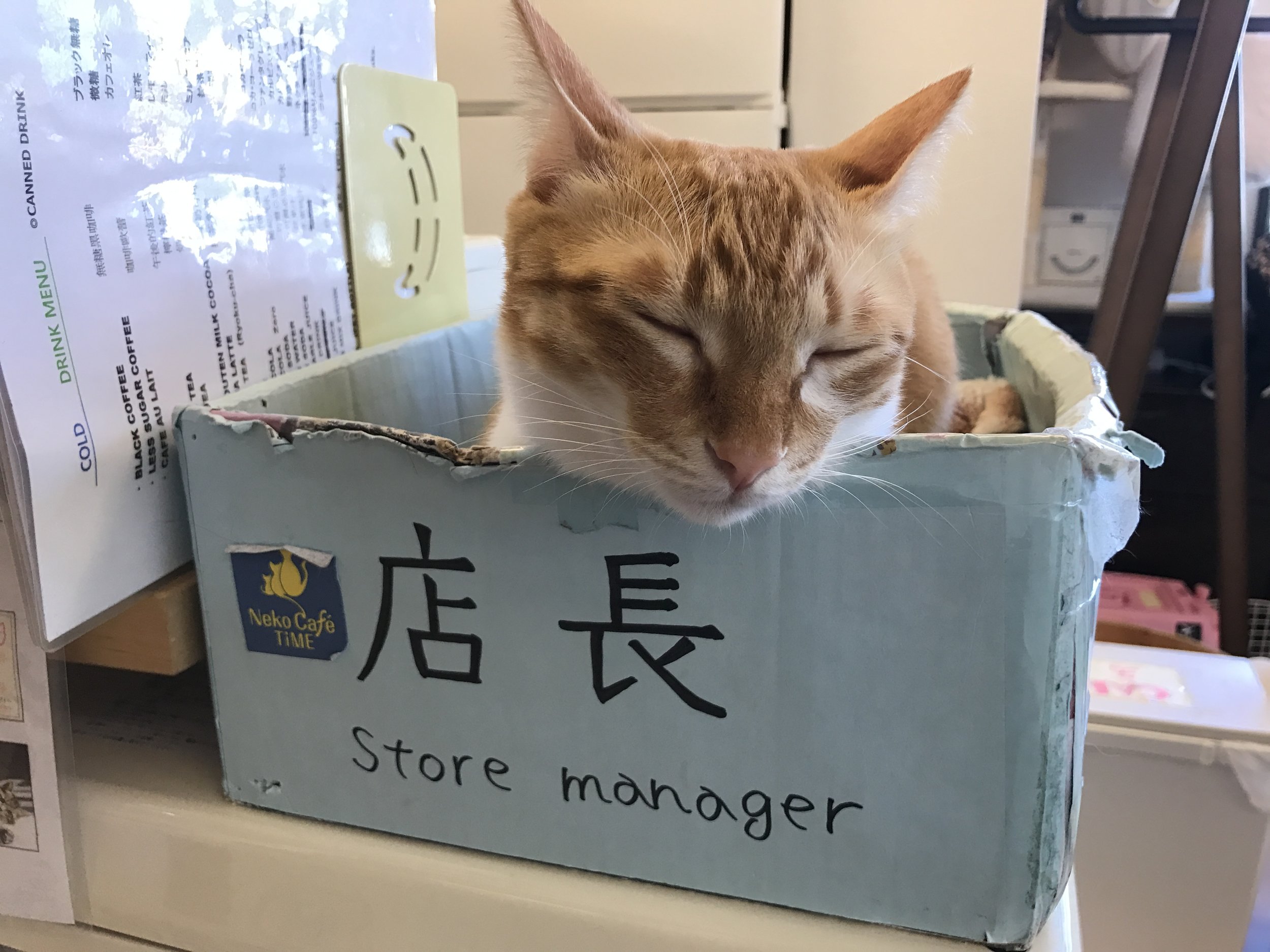 13 cats live at Neko Cafe Time, including Bob, the 'store manager'