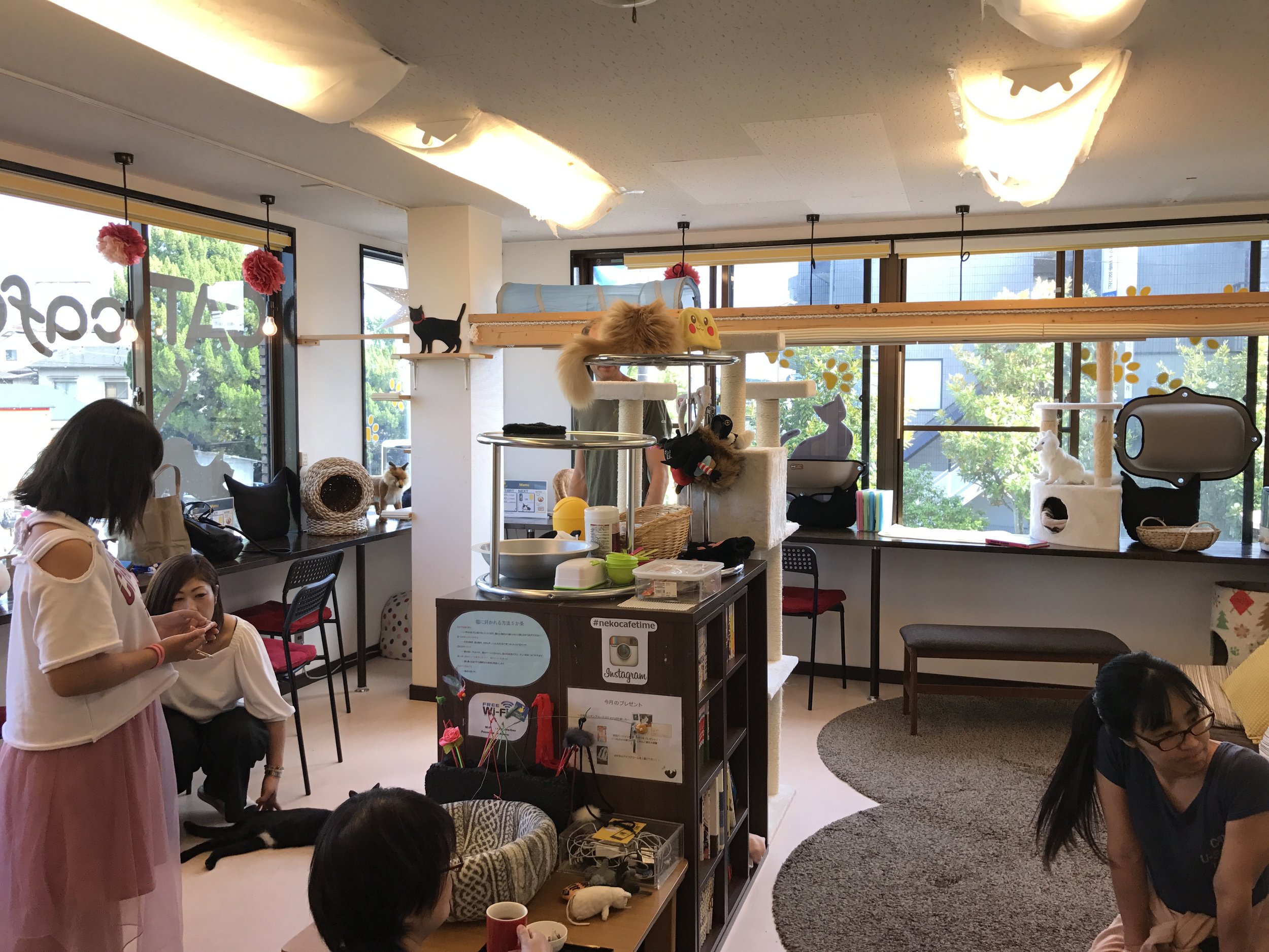 Neko Cafe Time is another great cat cafe in Kyoto, Japan
