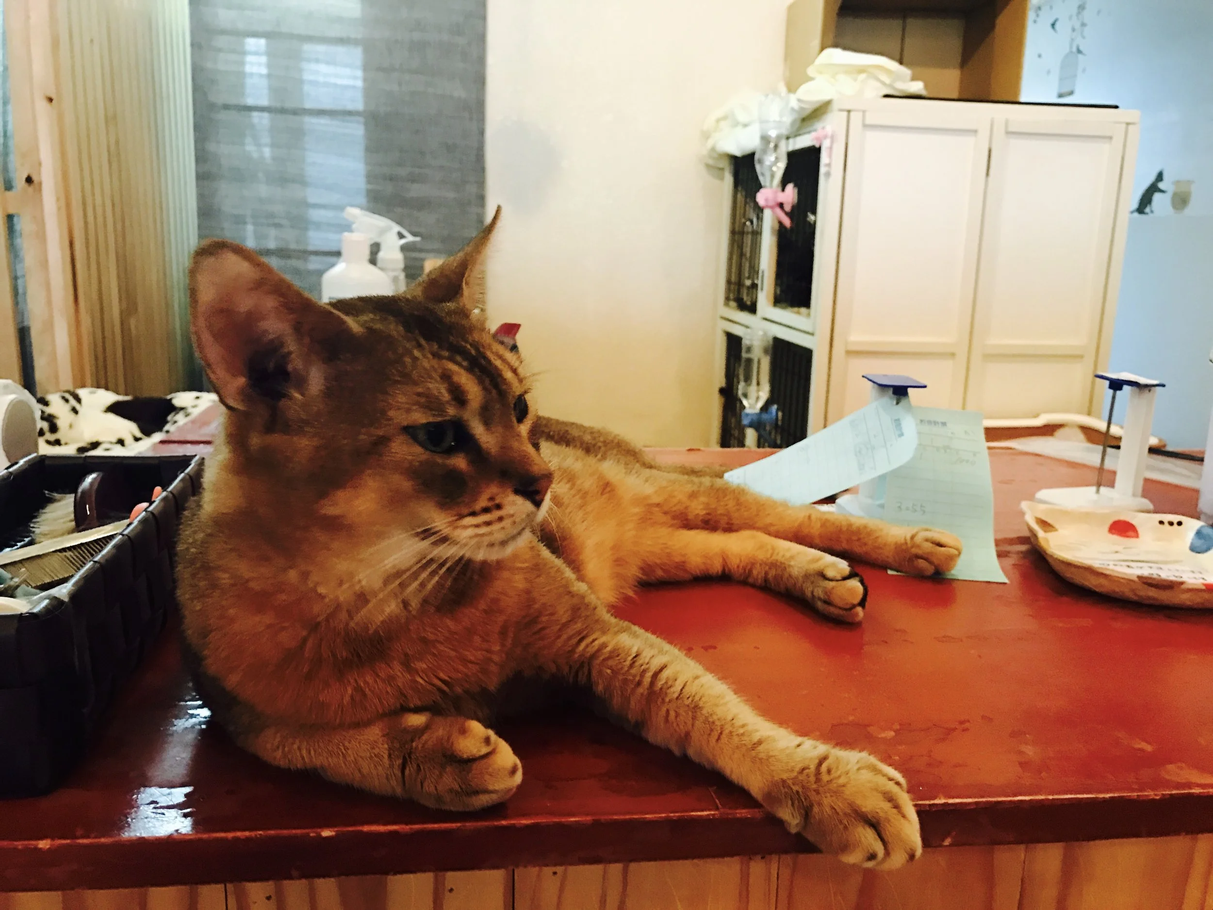 There are 18 cats that live at Wan Nyan Chu 2