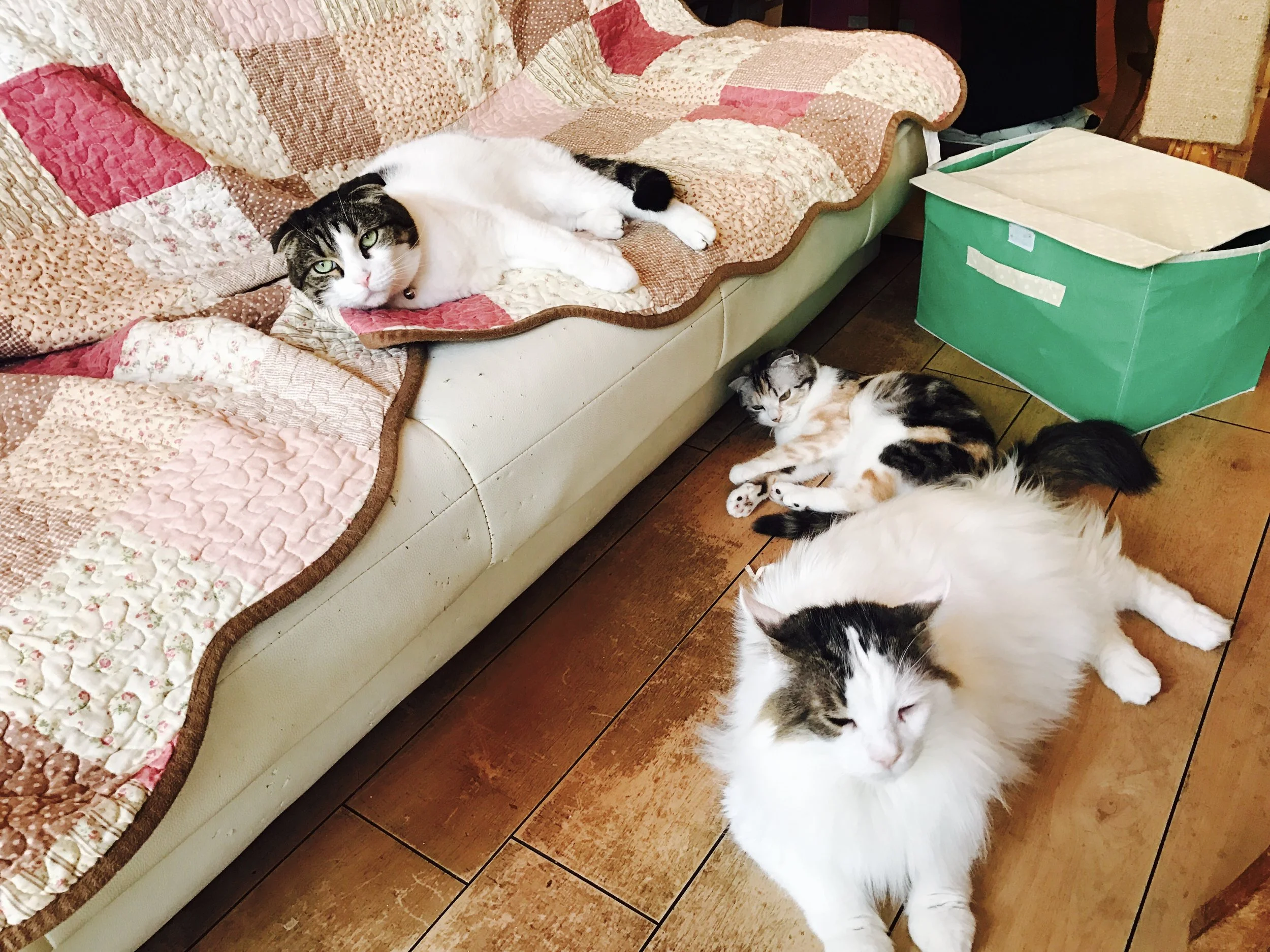 There is a kitten room in addition to the main cat space