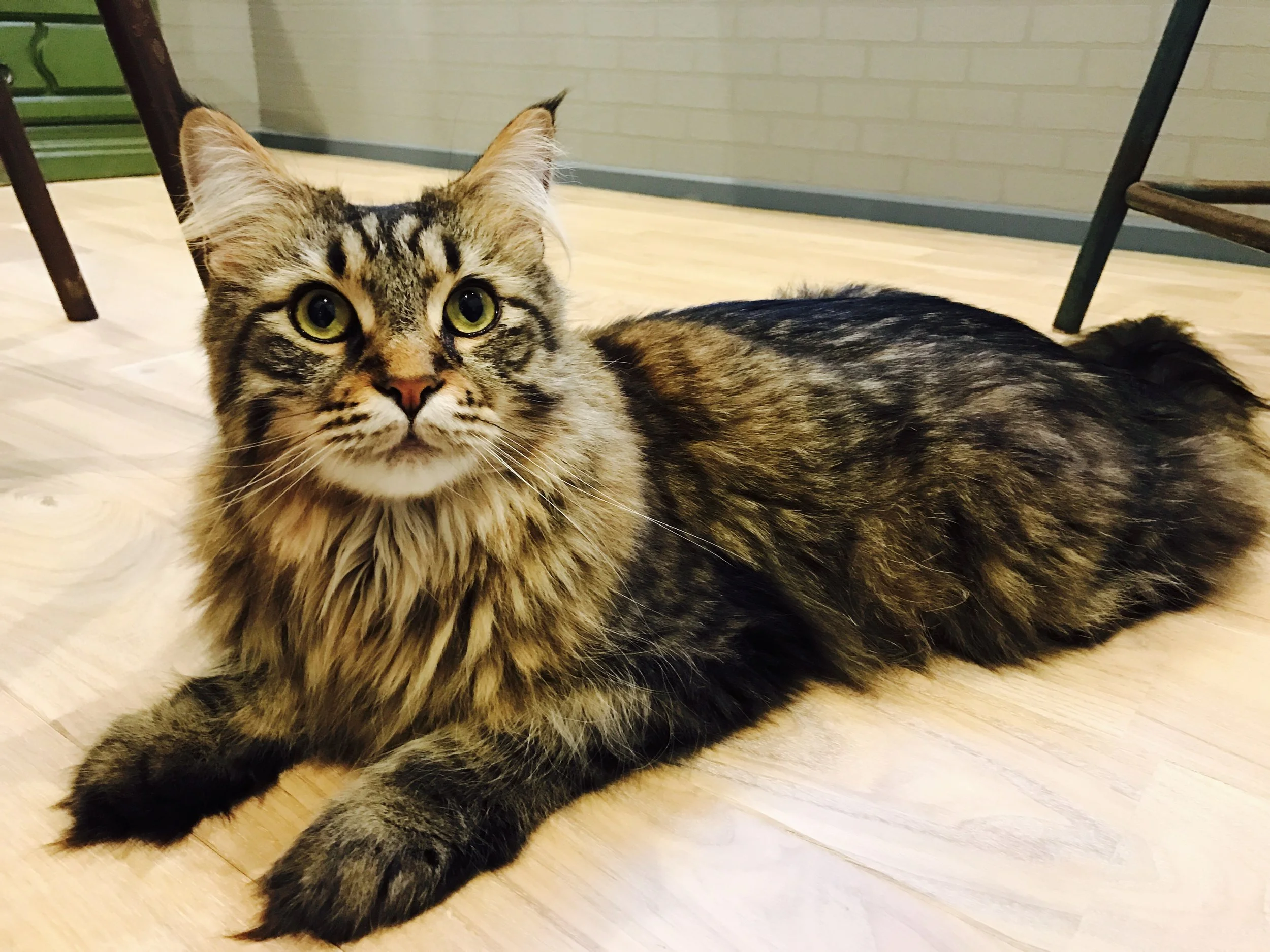 Nag_CatsGallery_10.jpg