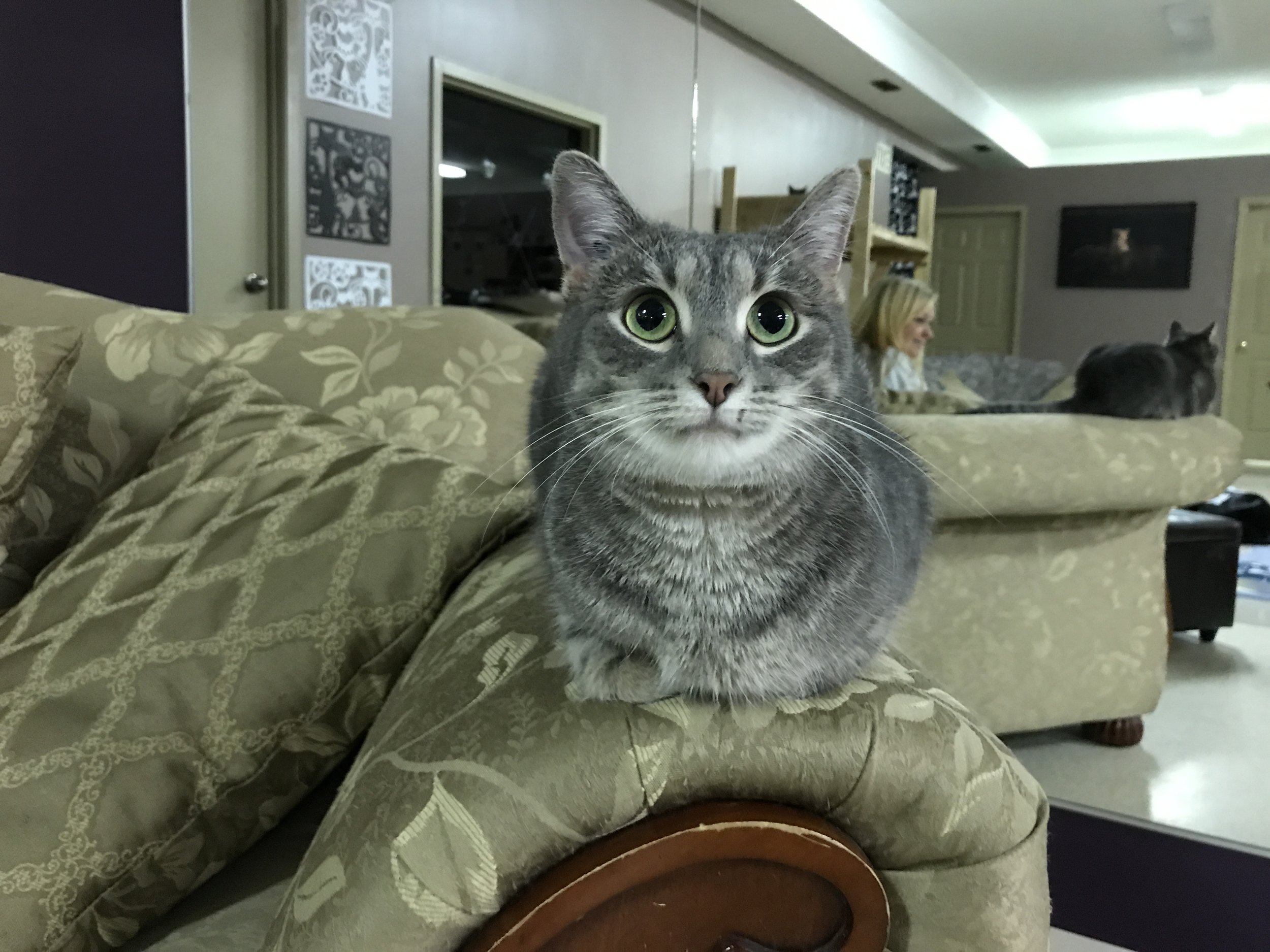 Miss J La's Fur Babies Cat Cafe & Adoption Centre — The Neighbor's Cat