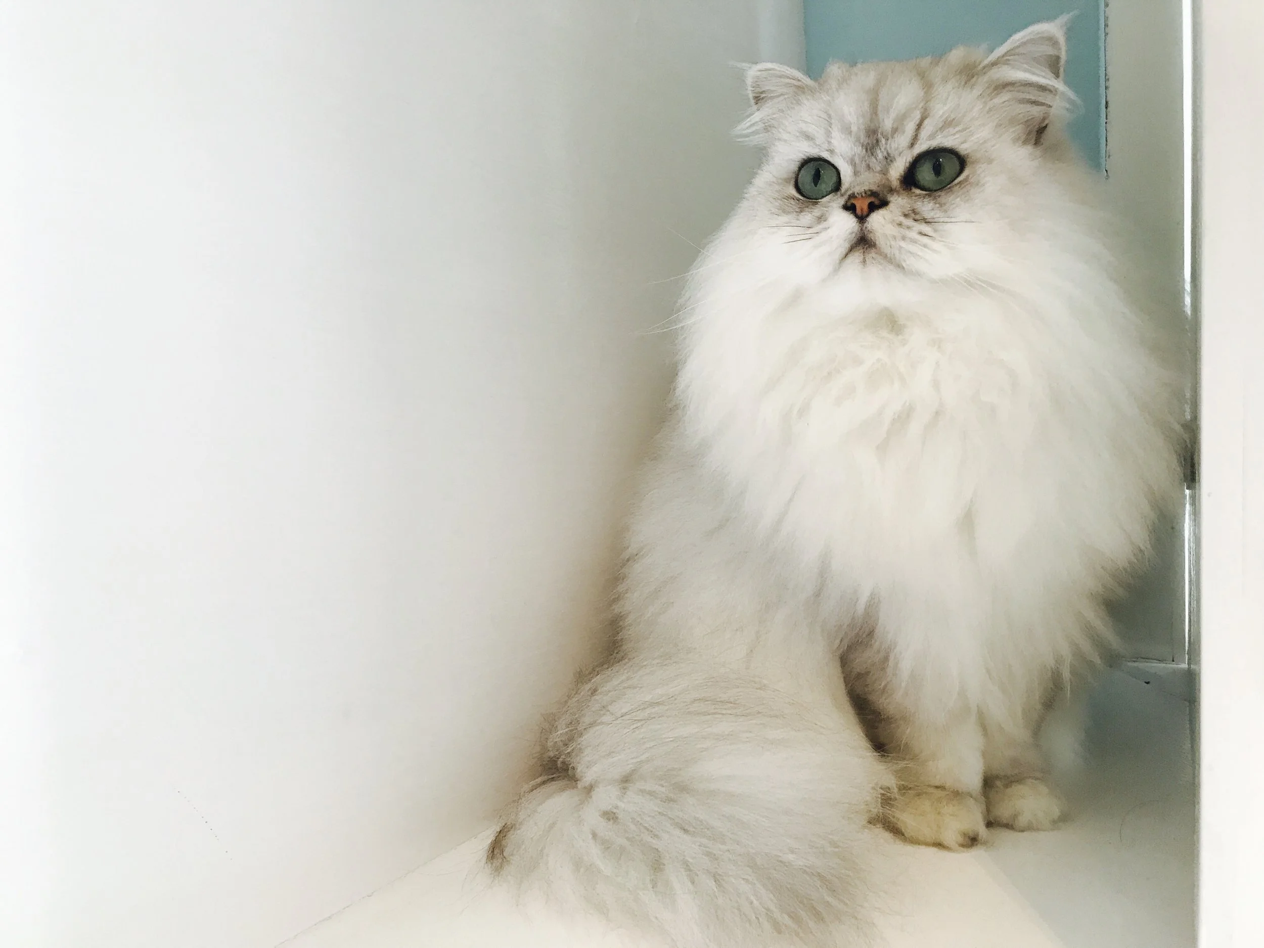MaisonMoggy-12 copy.jpg