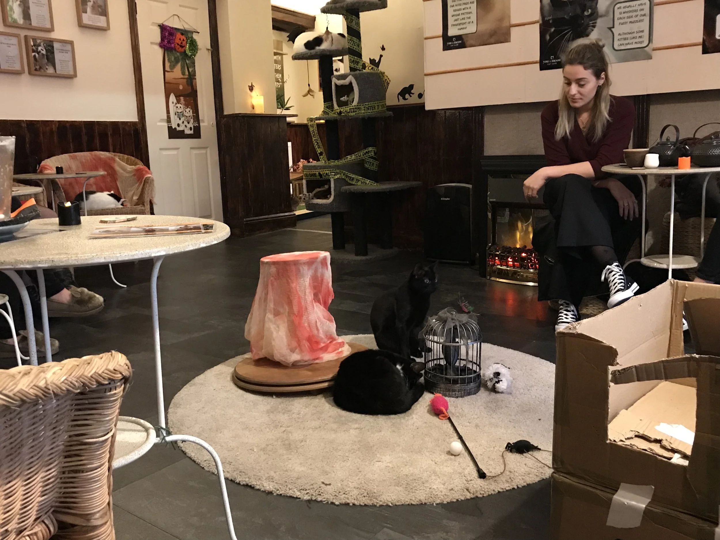 YouMeow-27.jpg