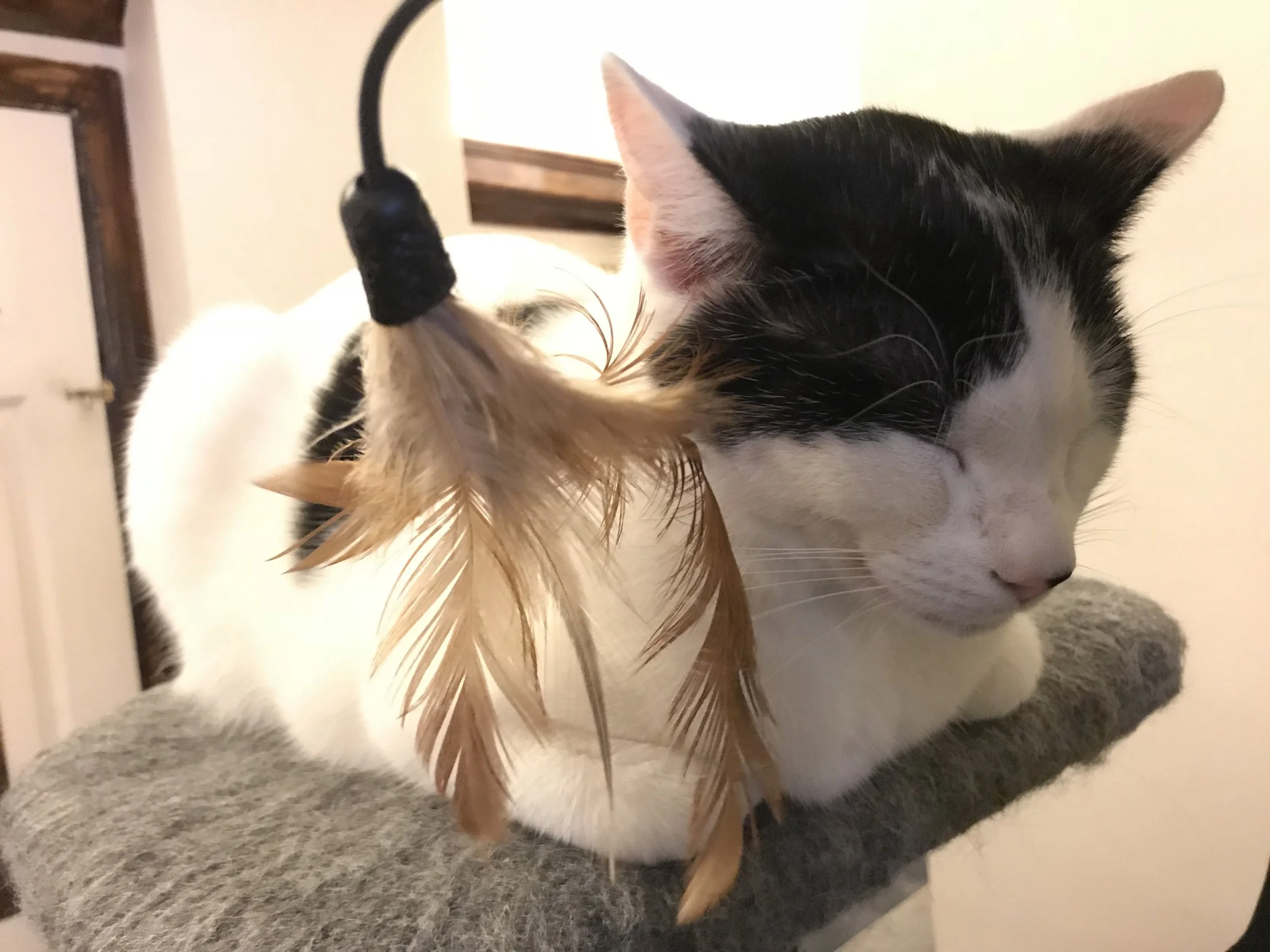 YouMeow-15.jpg