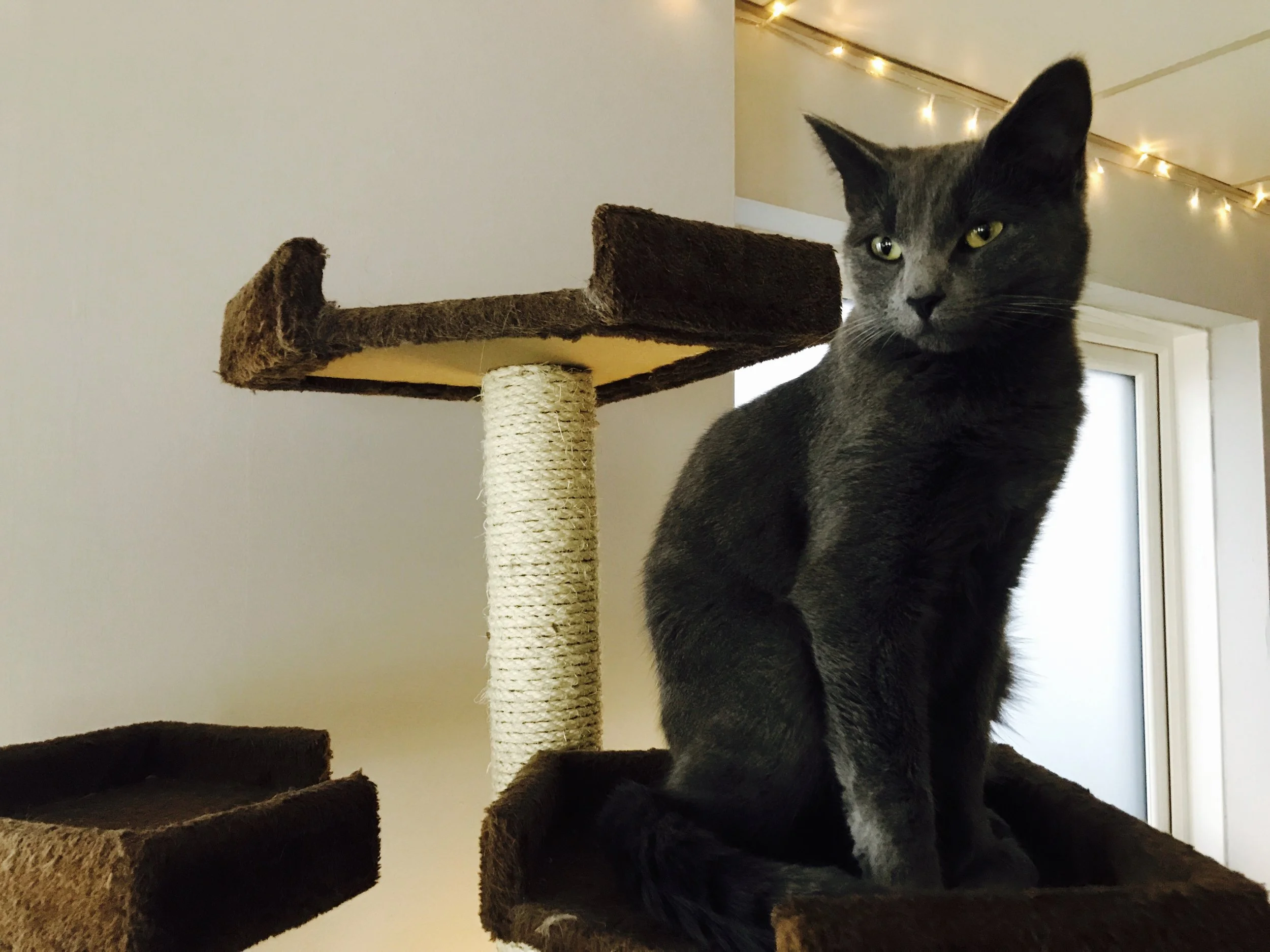 FelineGood-04.jpg