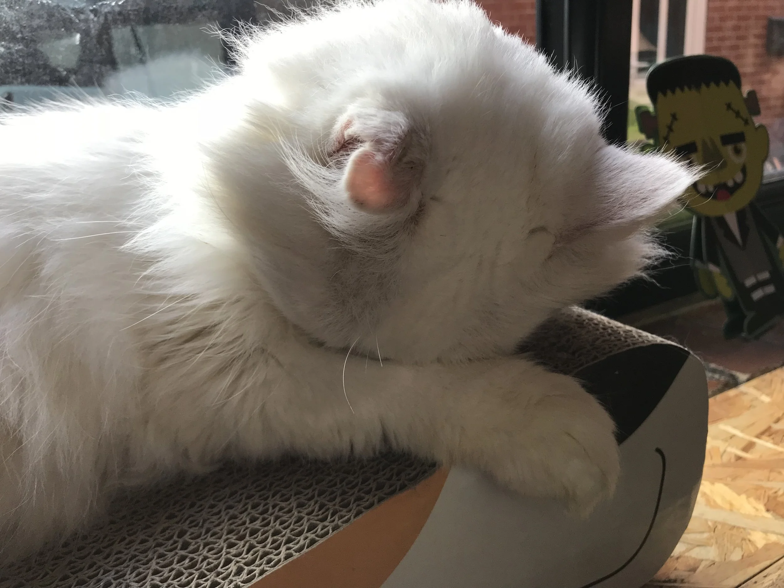 TabbyTeasSheffield-26.jpg