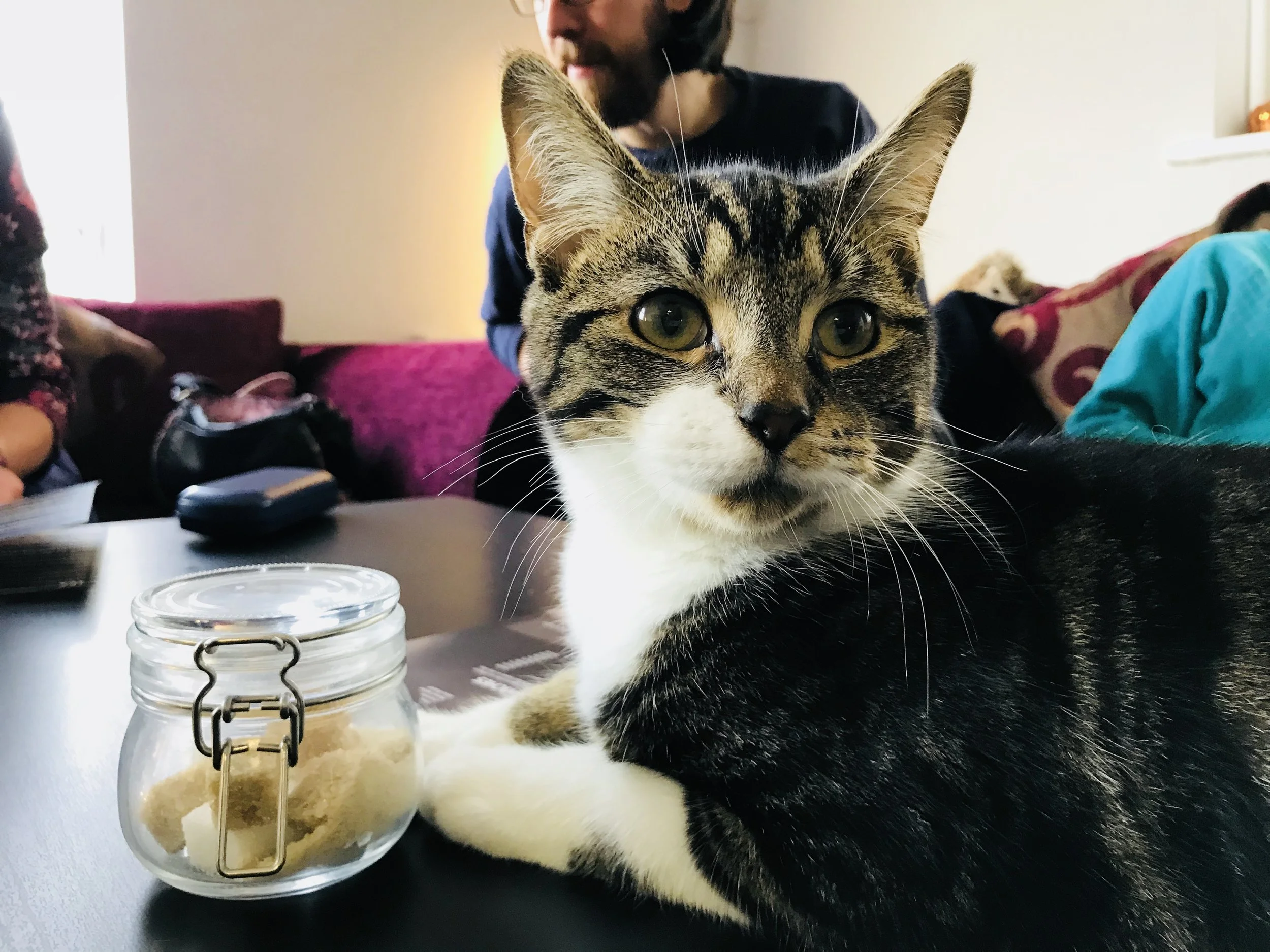 Freddie: Feline Good Cat Cafe Cardiff