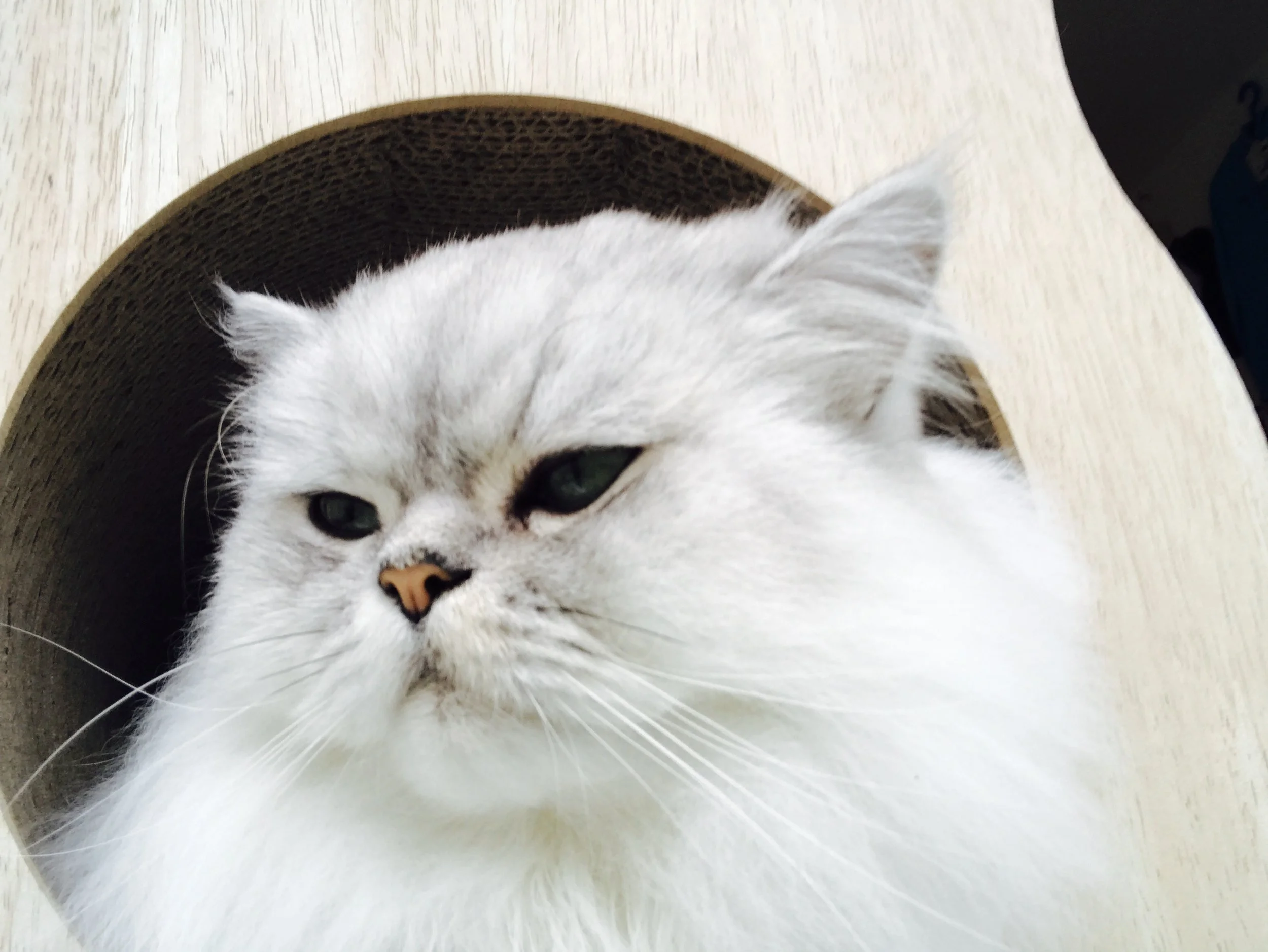 Guillaume: Maison Moggy Cat Cafe Edinburgh