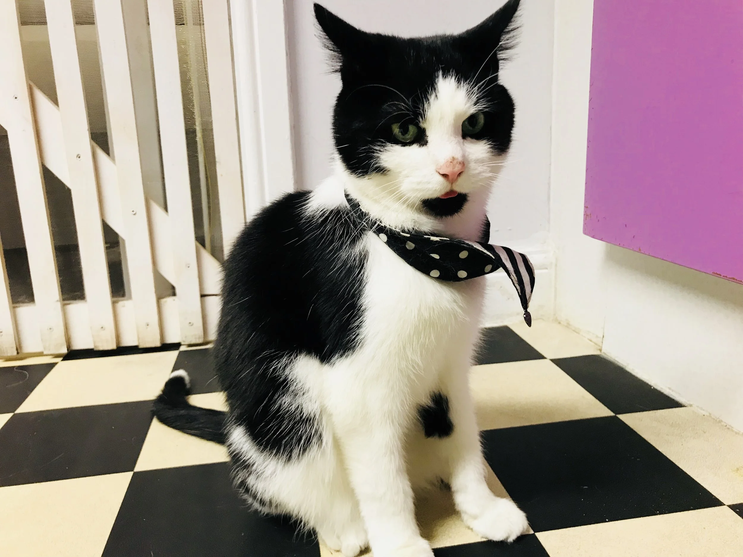 Stan: Mog on the Tyne Newcastle