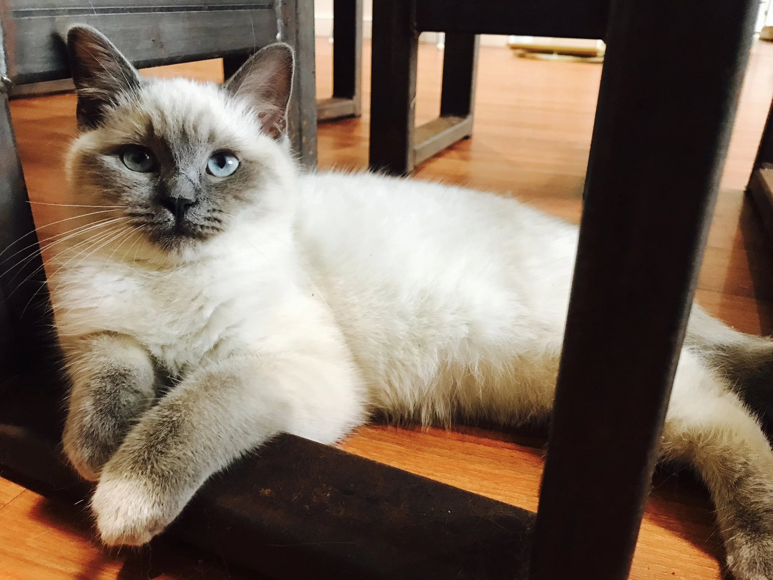 Gizmo: Cat Village North Chesterfield
