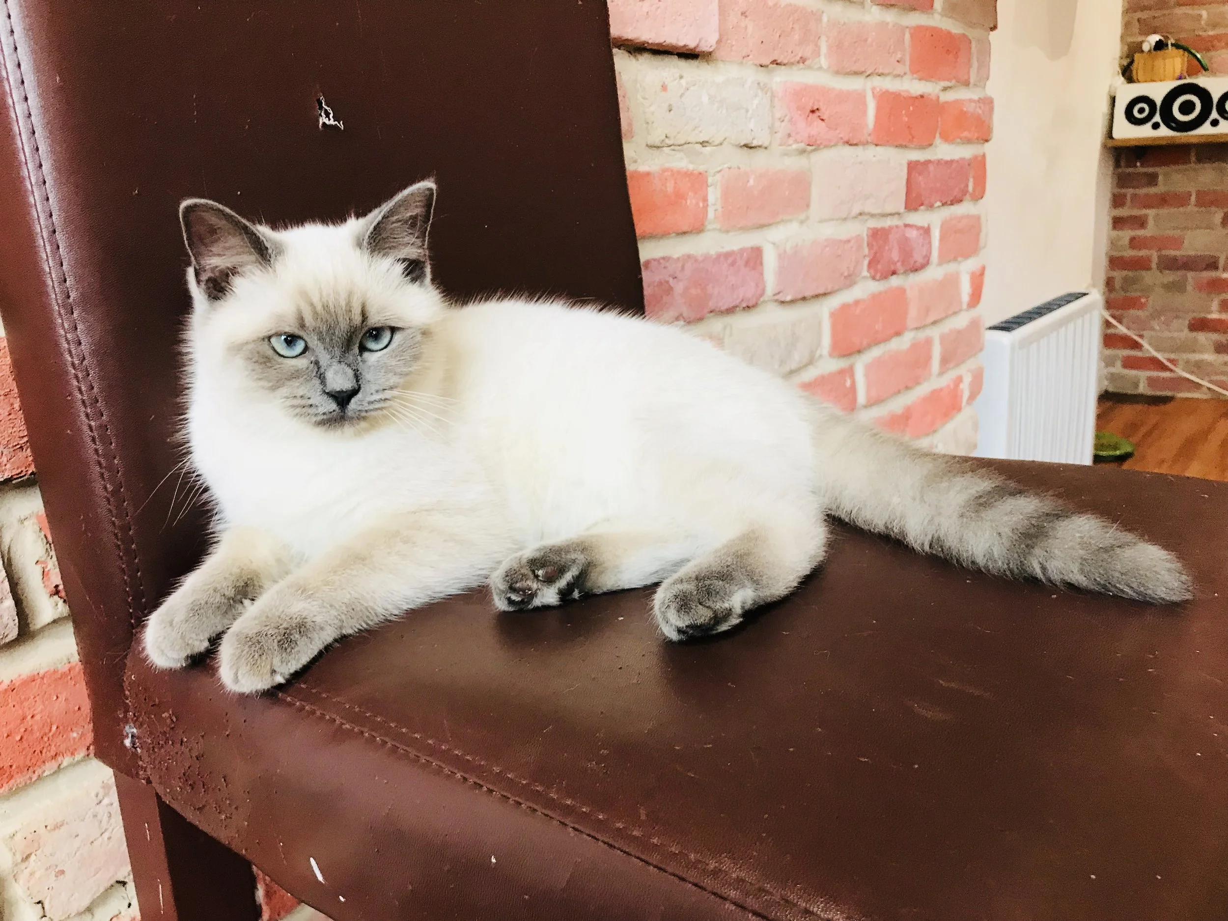 Gizmo: Cat Village North Chesterfield